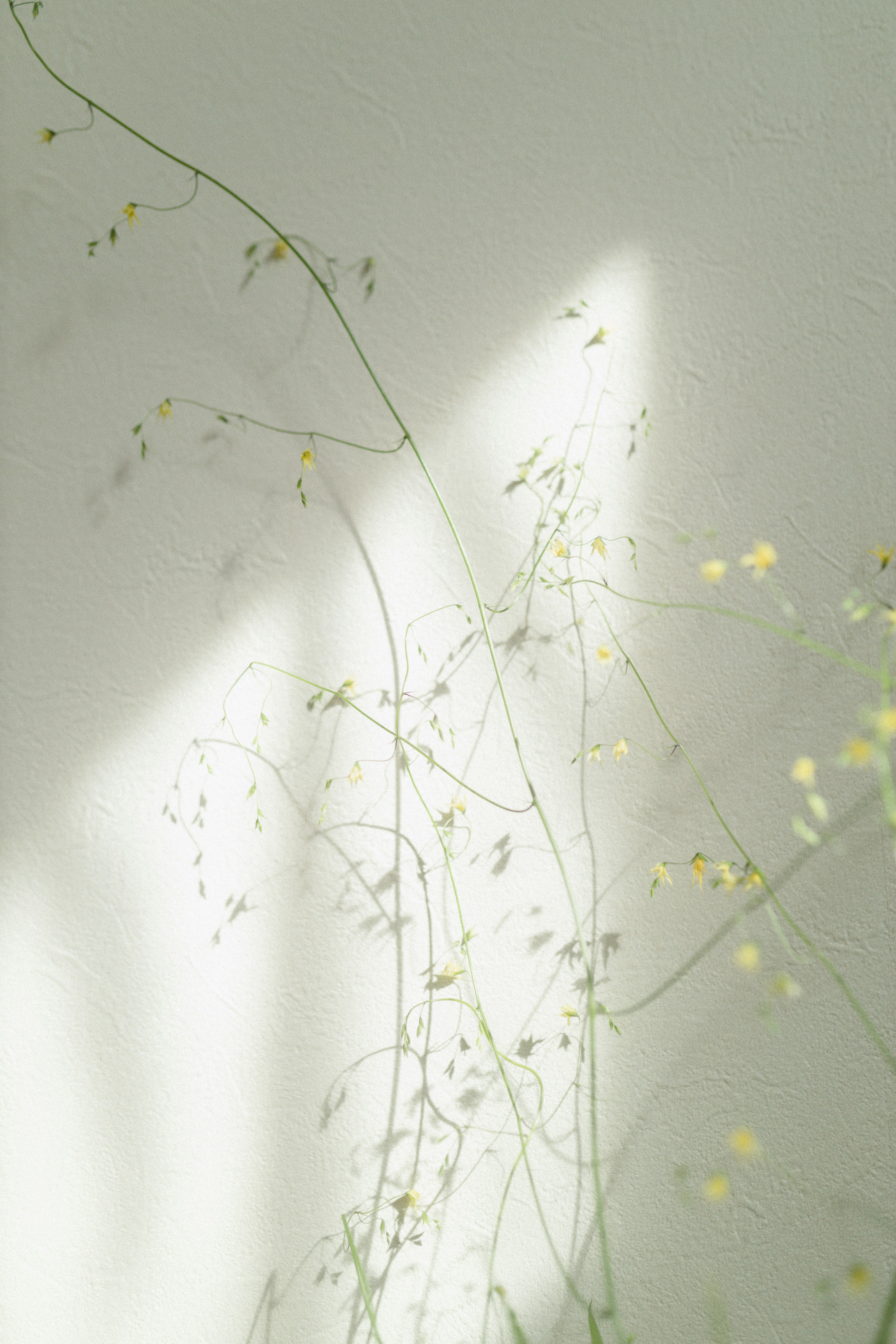 Fondo verde delicado con luz suave iluminando tallos delgados y pequeñas flores amarillas