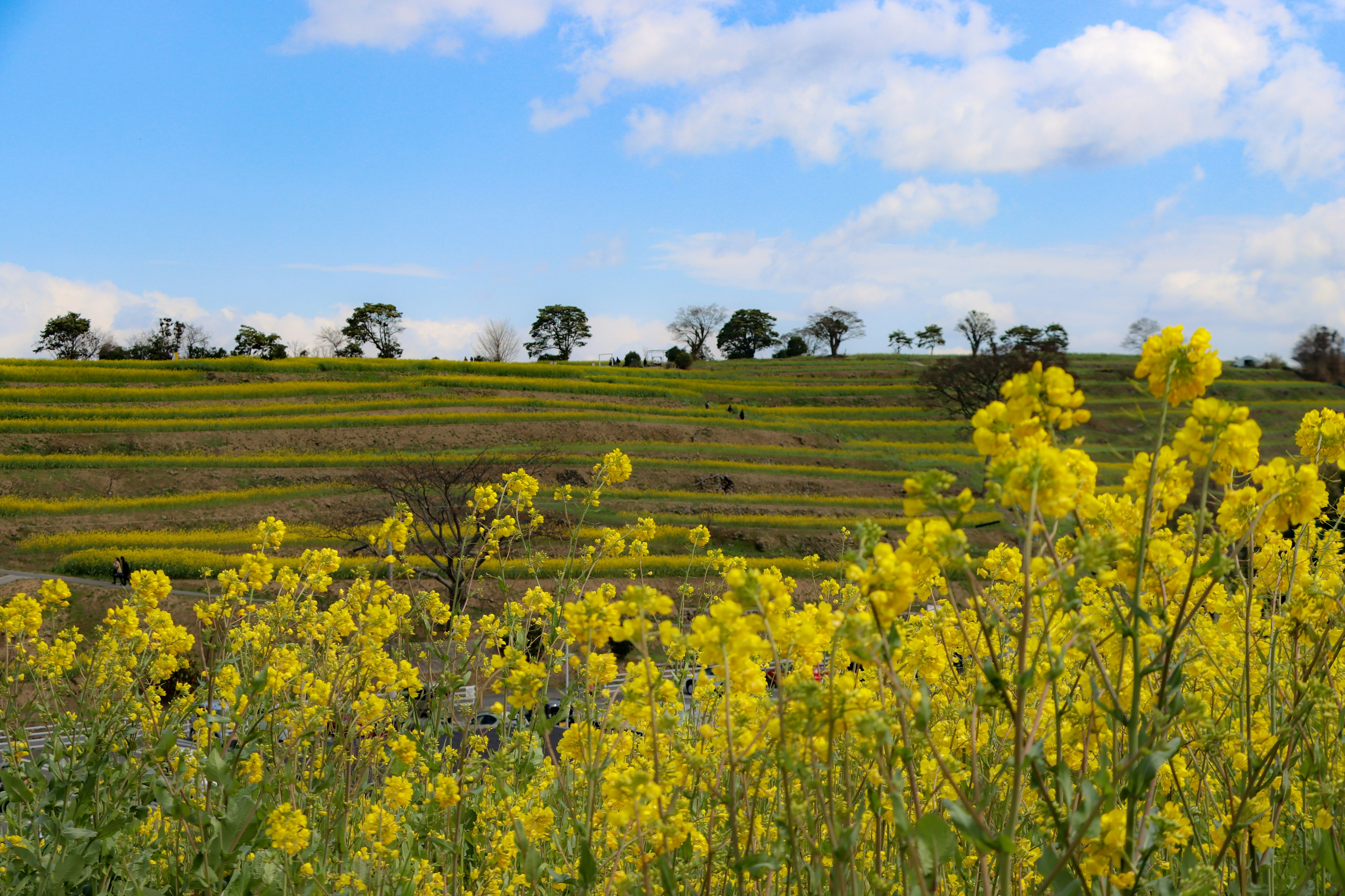 Lebendige gelbe Blumen in einer malerischen Landschaft mit blauem Himmel