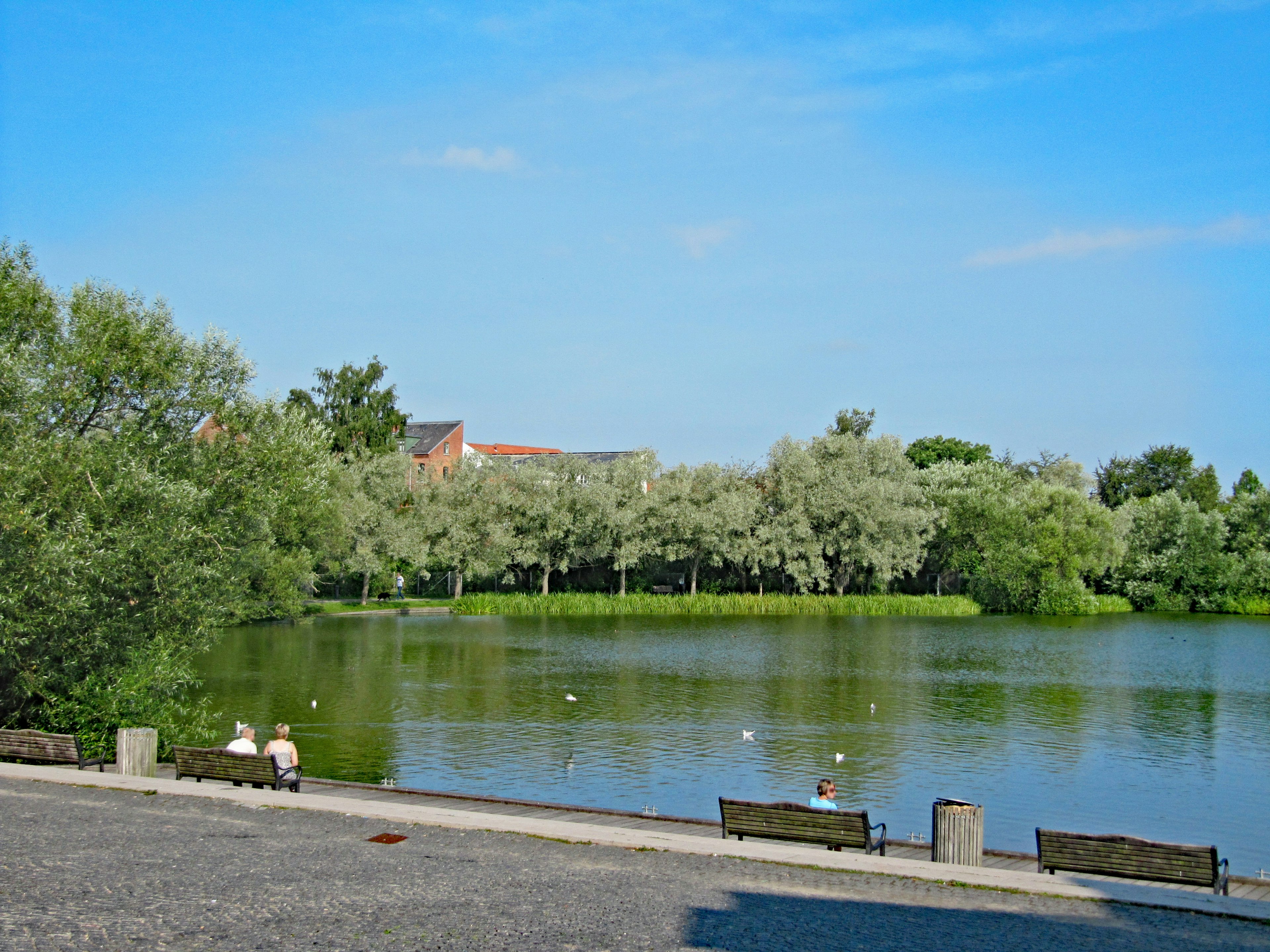 Calm lake with lush green trees and clear blue sky