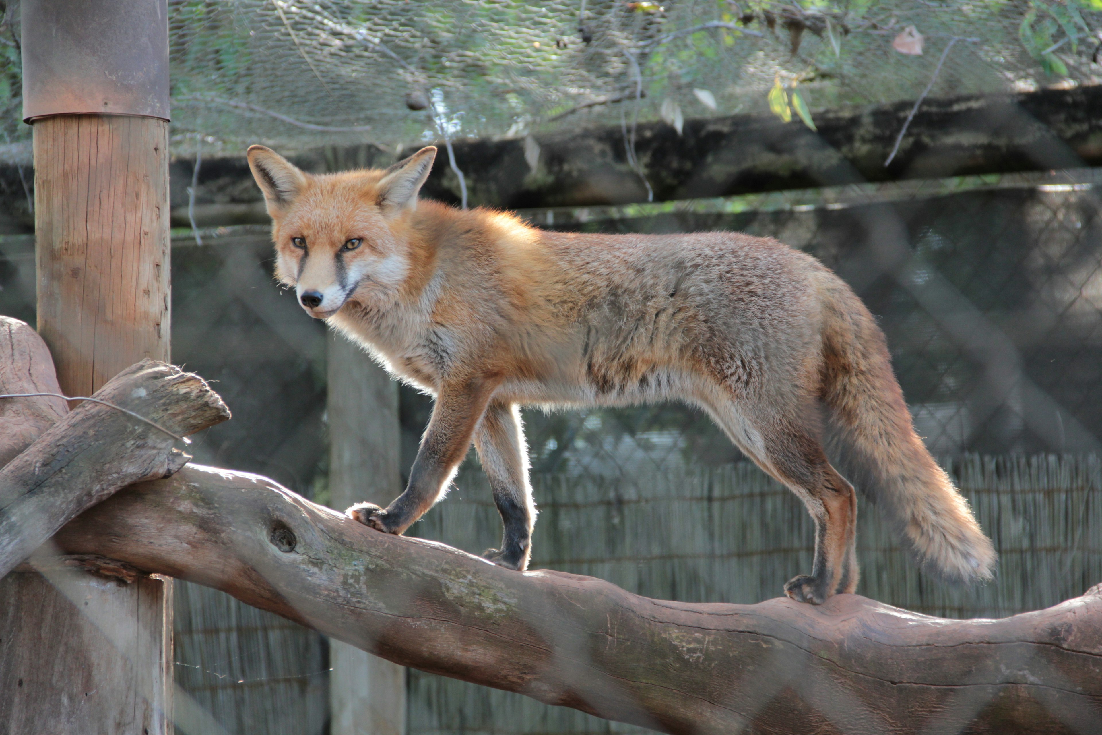 Ein Fuchs mit orangefarbenem Fell steht auf einem Ast