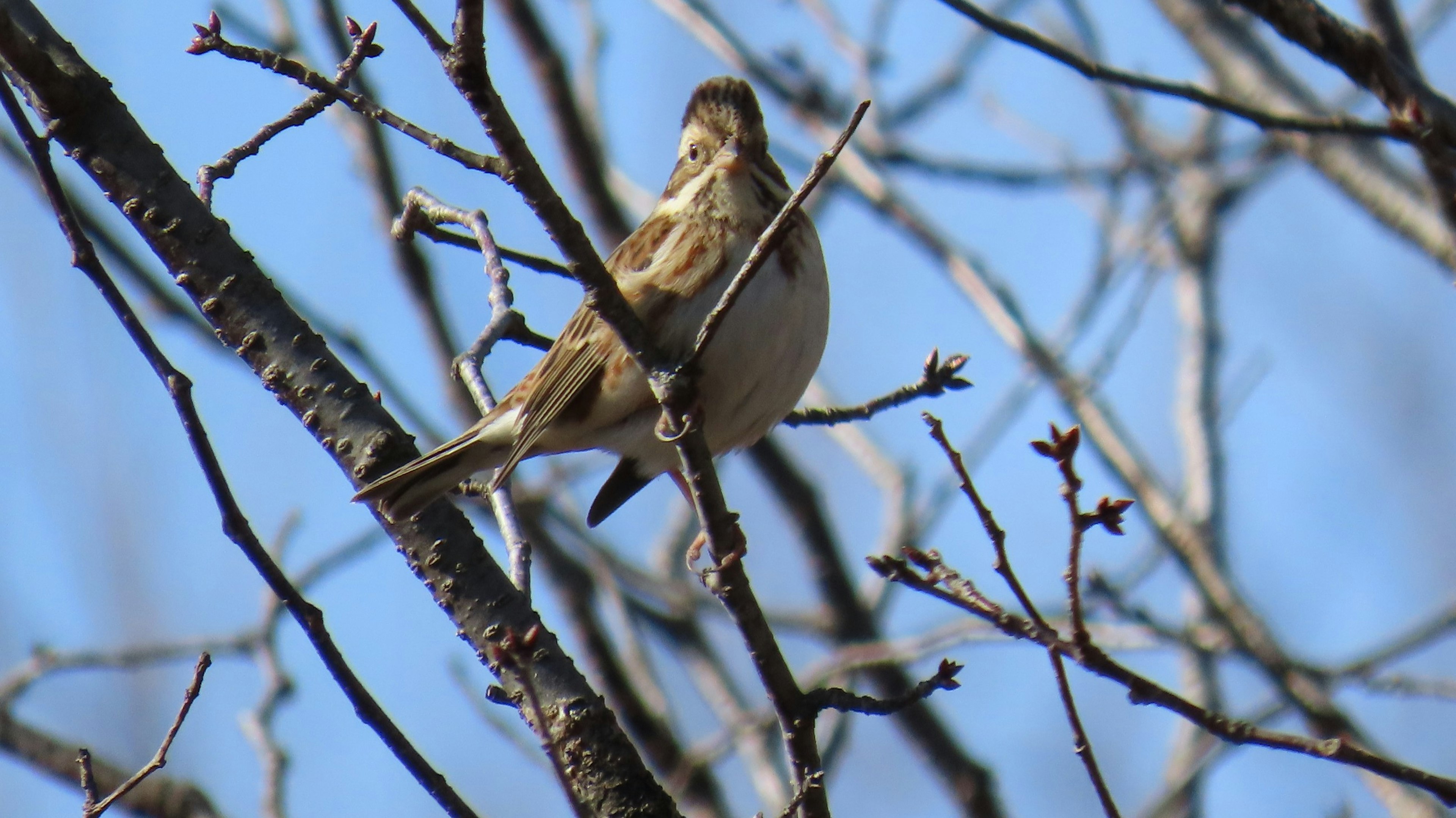 A clear image of a small bird perched on a branch under a blue sky