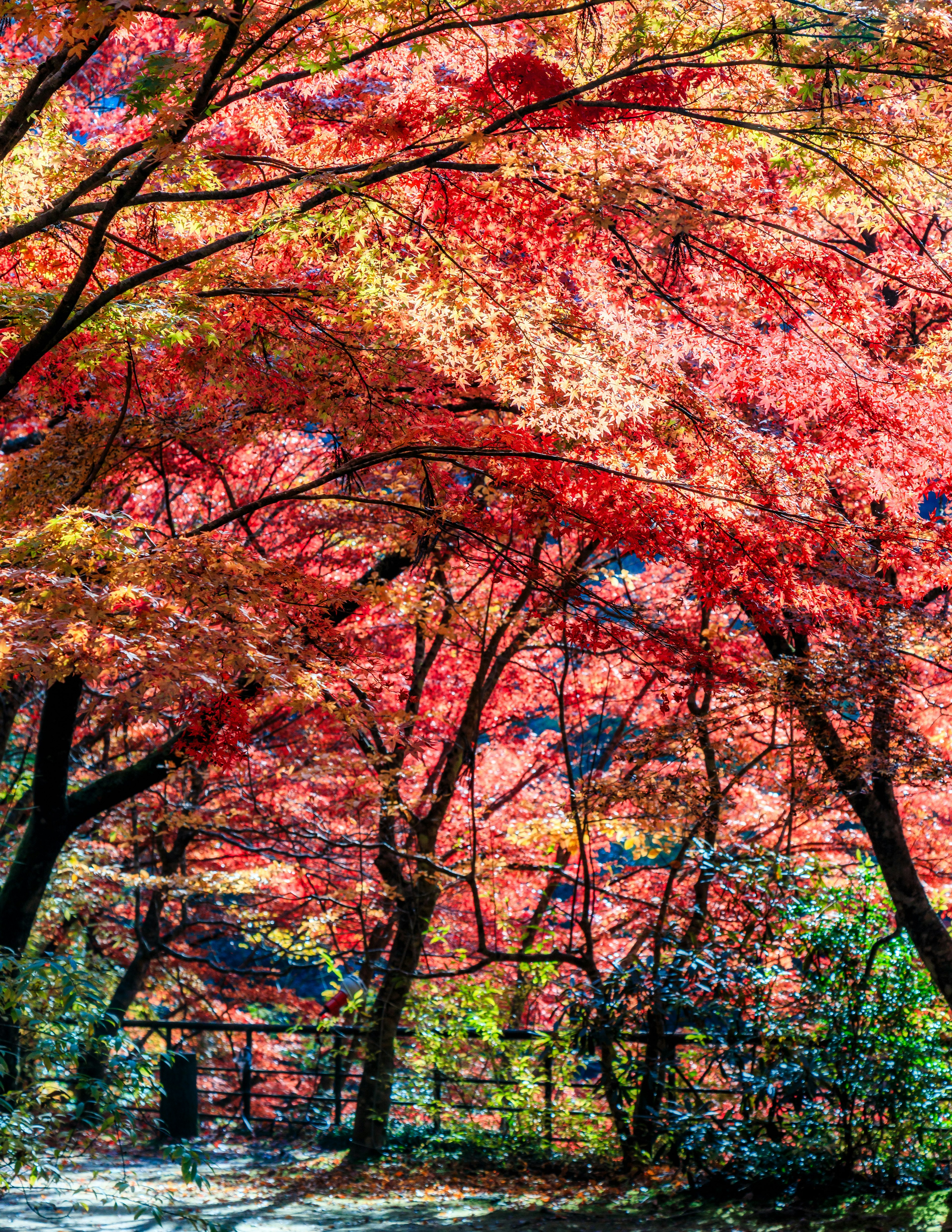 秋の紅葉が美しい森の風景