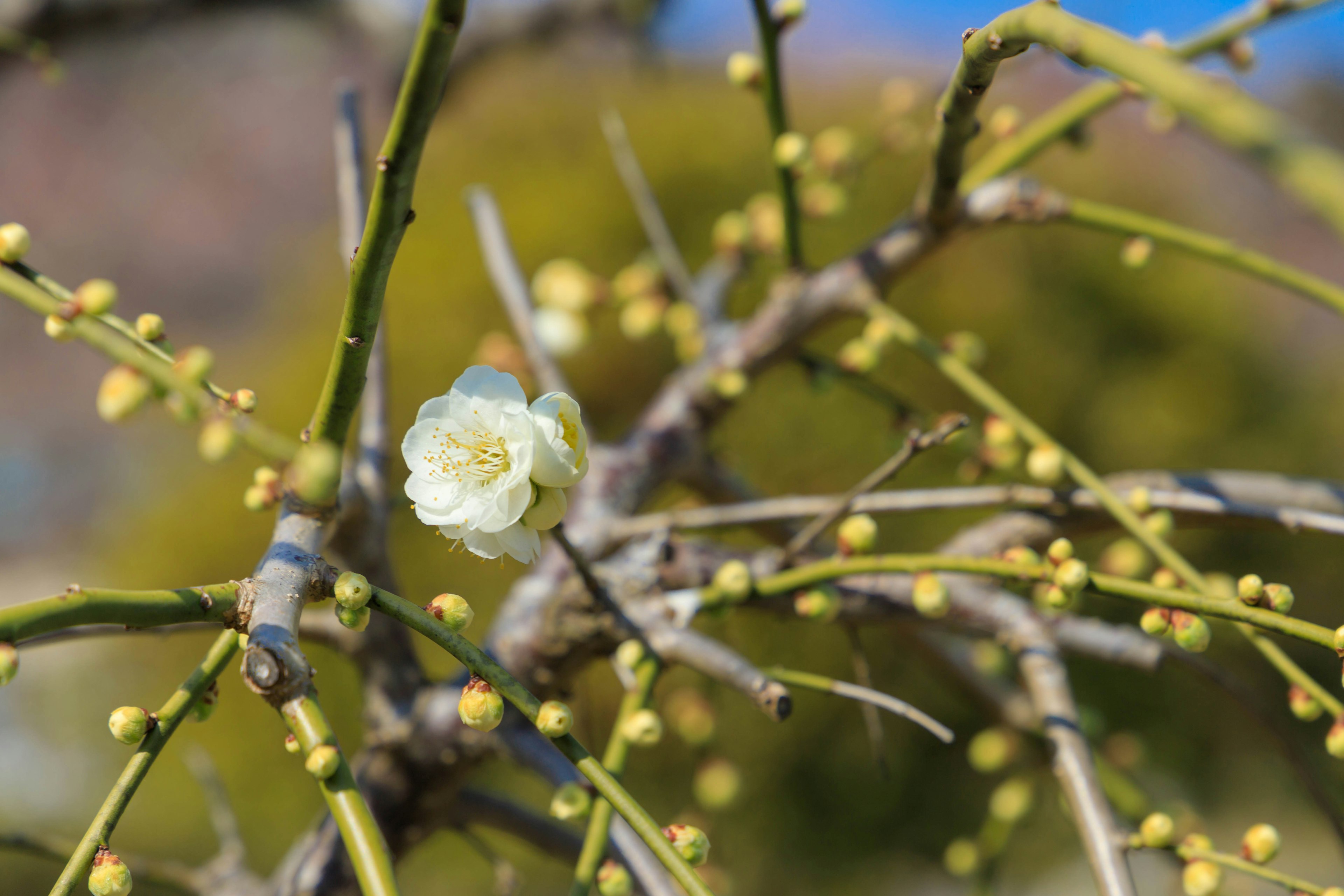 Primo piano di un ramo con un fiore di pruno e gemme