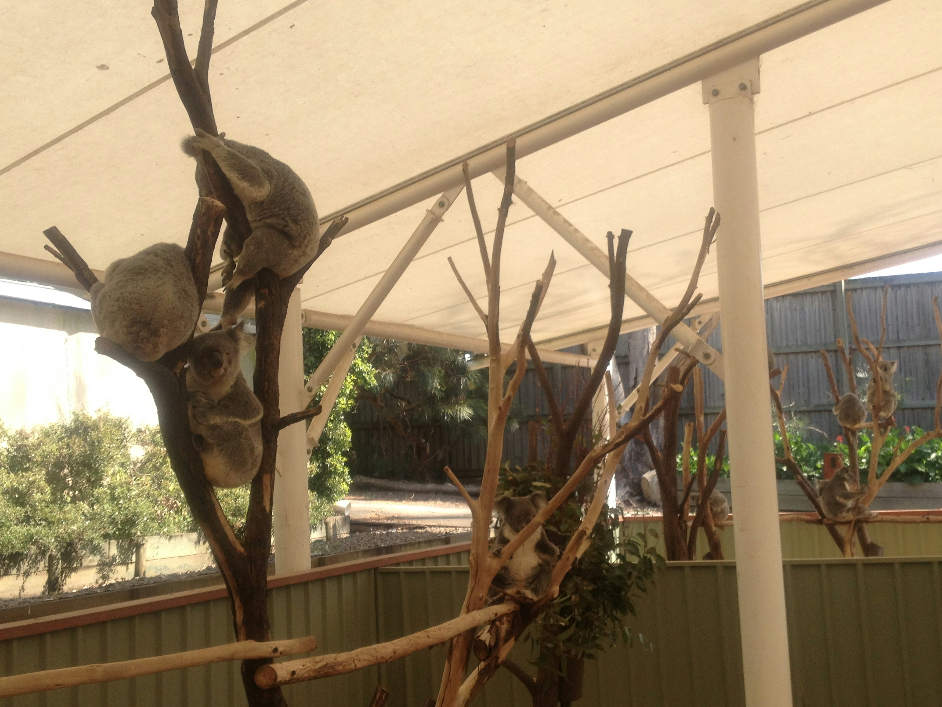 Image of koalas resting on tree branches in a natural setting