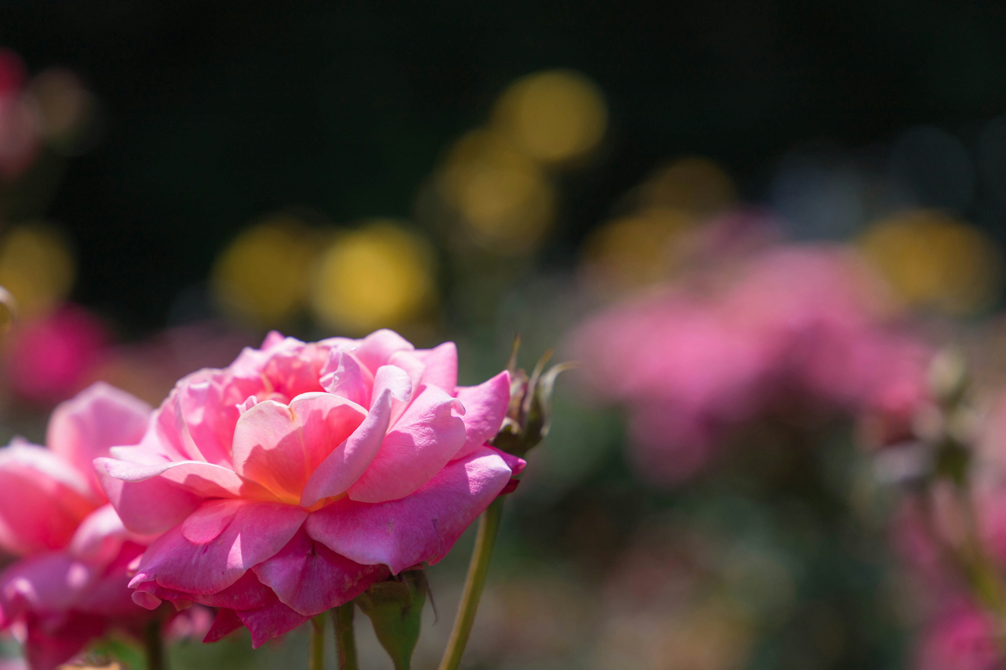 Eine lebendige rosa Rose blüht mit einem verschwommenen Hintergrund aus gelben Blumen