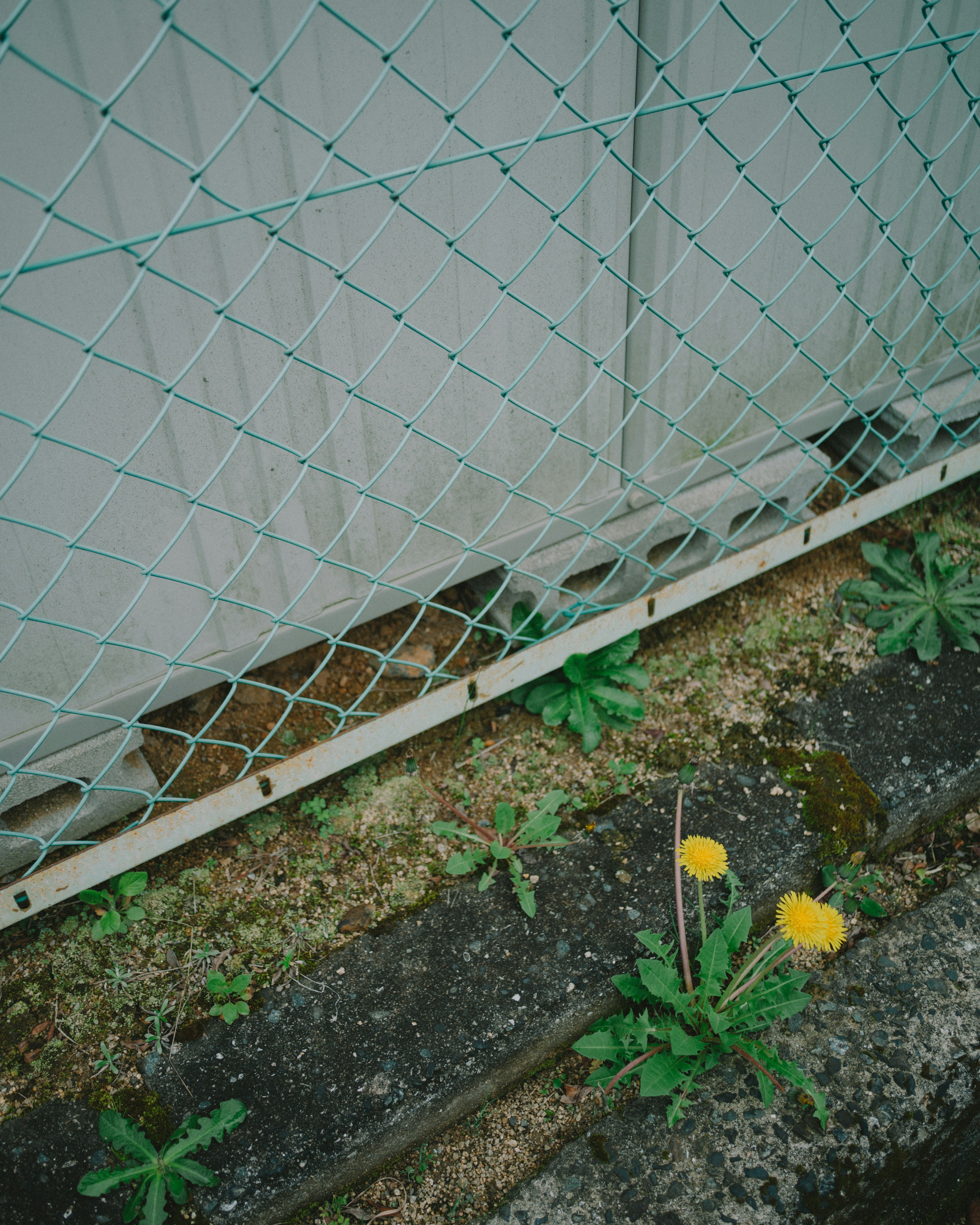 Bunga kuning dan rumput hijau tumbuh di bawah pagar