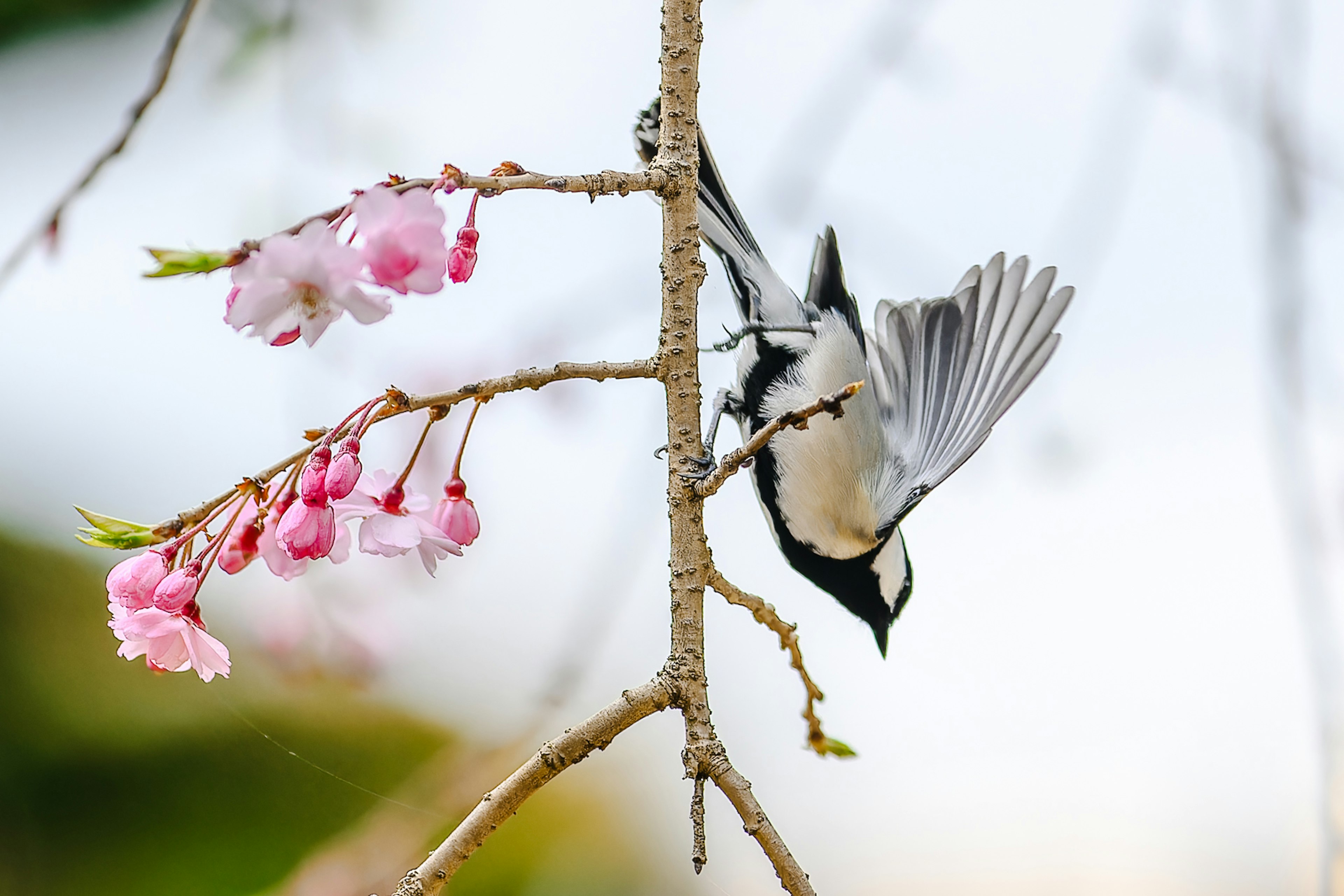 Un petit oiseau suspendu à l'envers près des cerisiers en fleurs