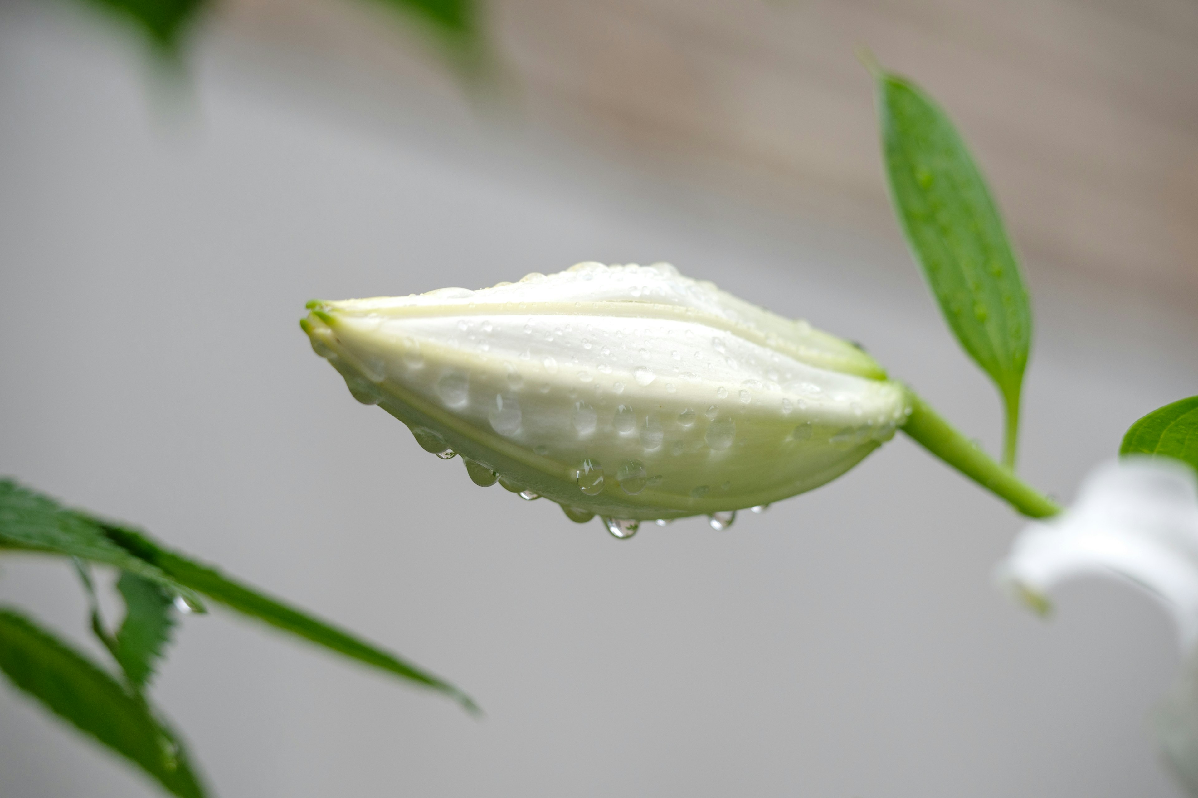 水滴がついた白い花の蕾と緑の葉