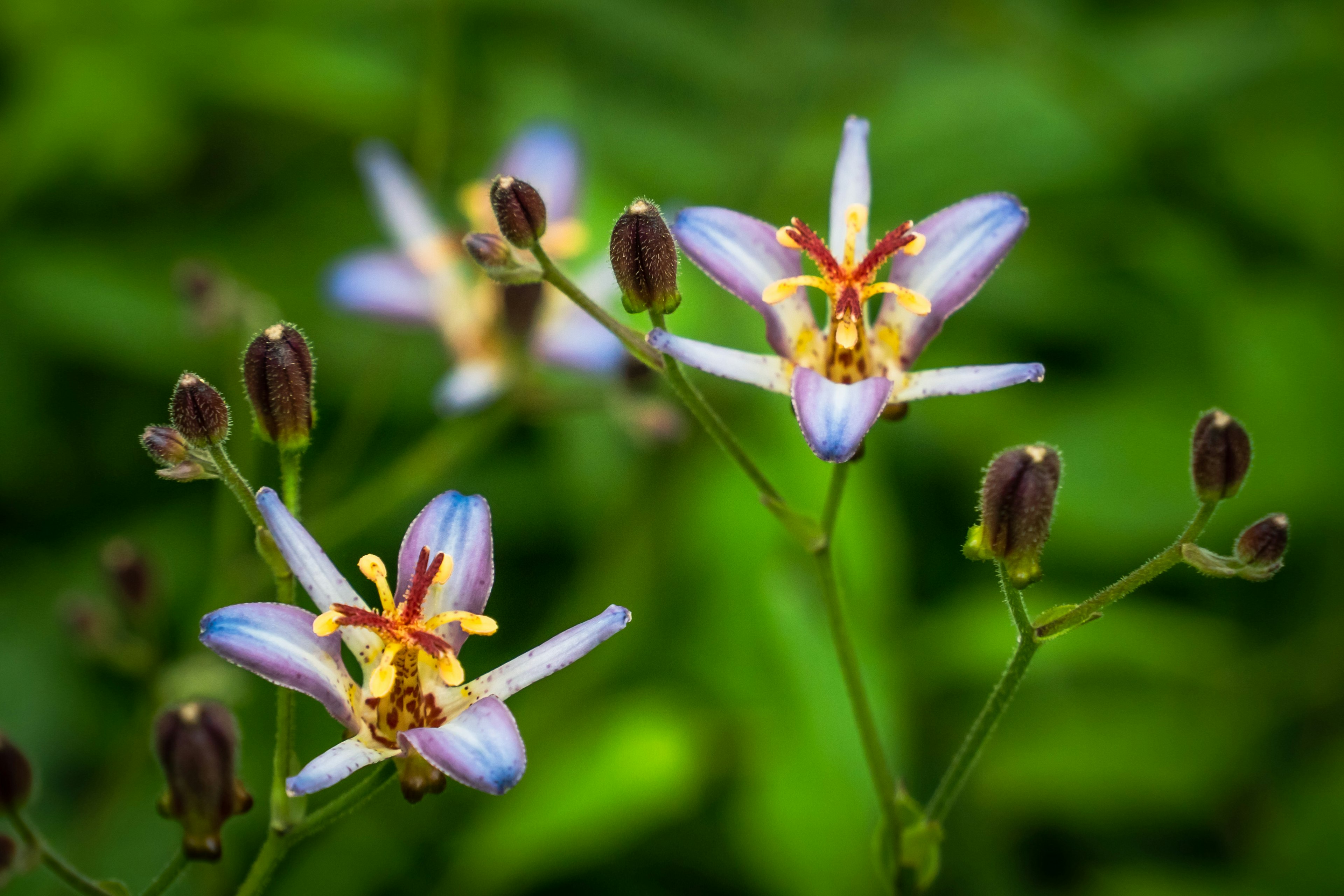 Zarte Blumen mit lila und gelben Details vor üppigem grünem Laub