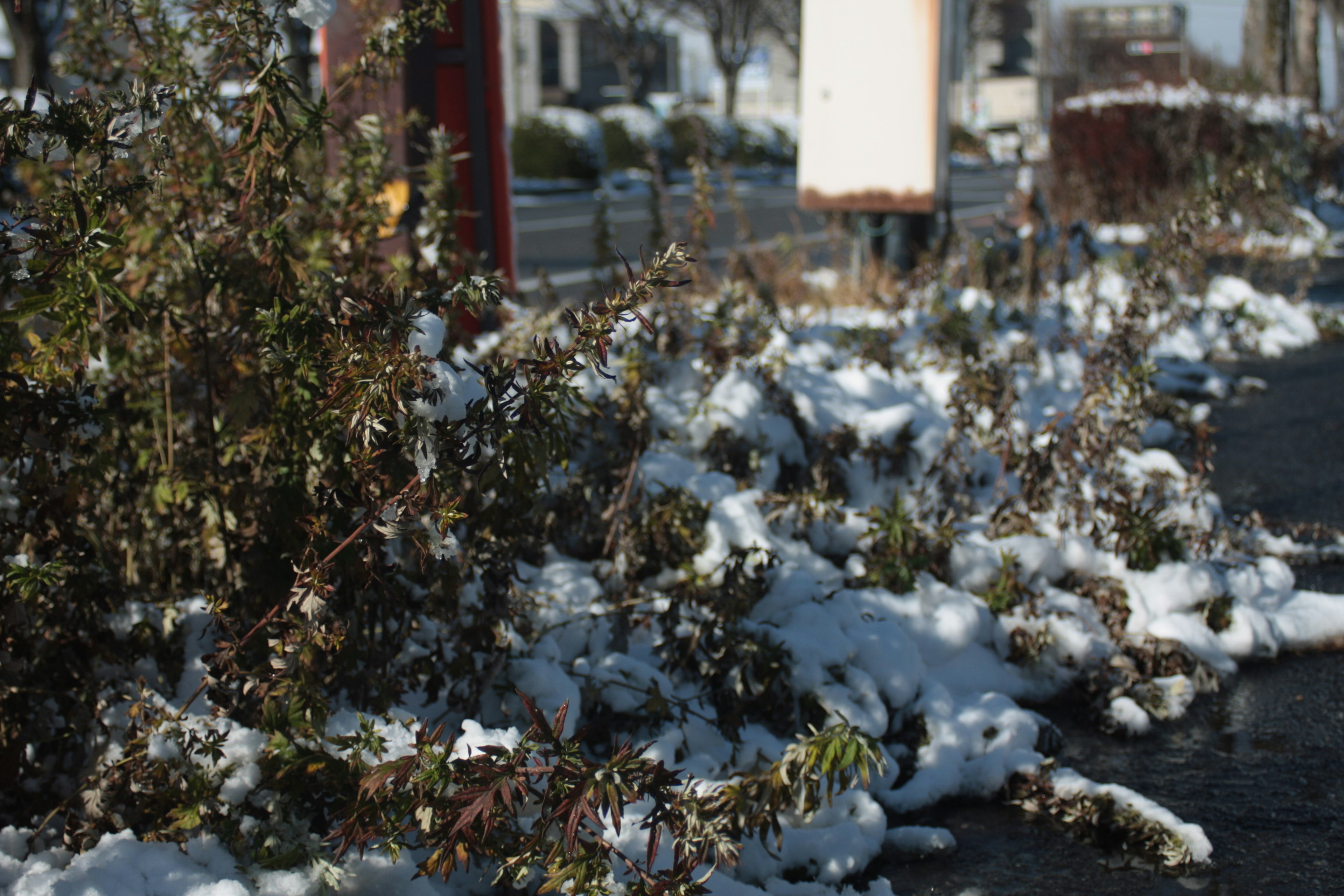 Dried plants covered in snow alongside a road