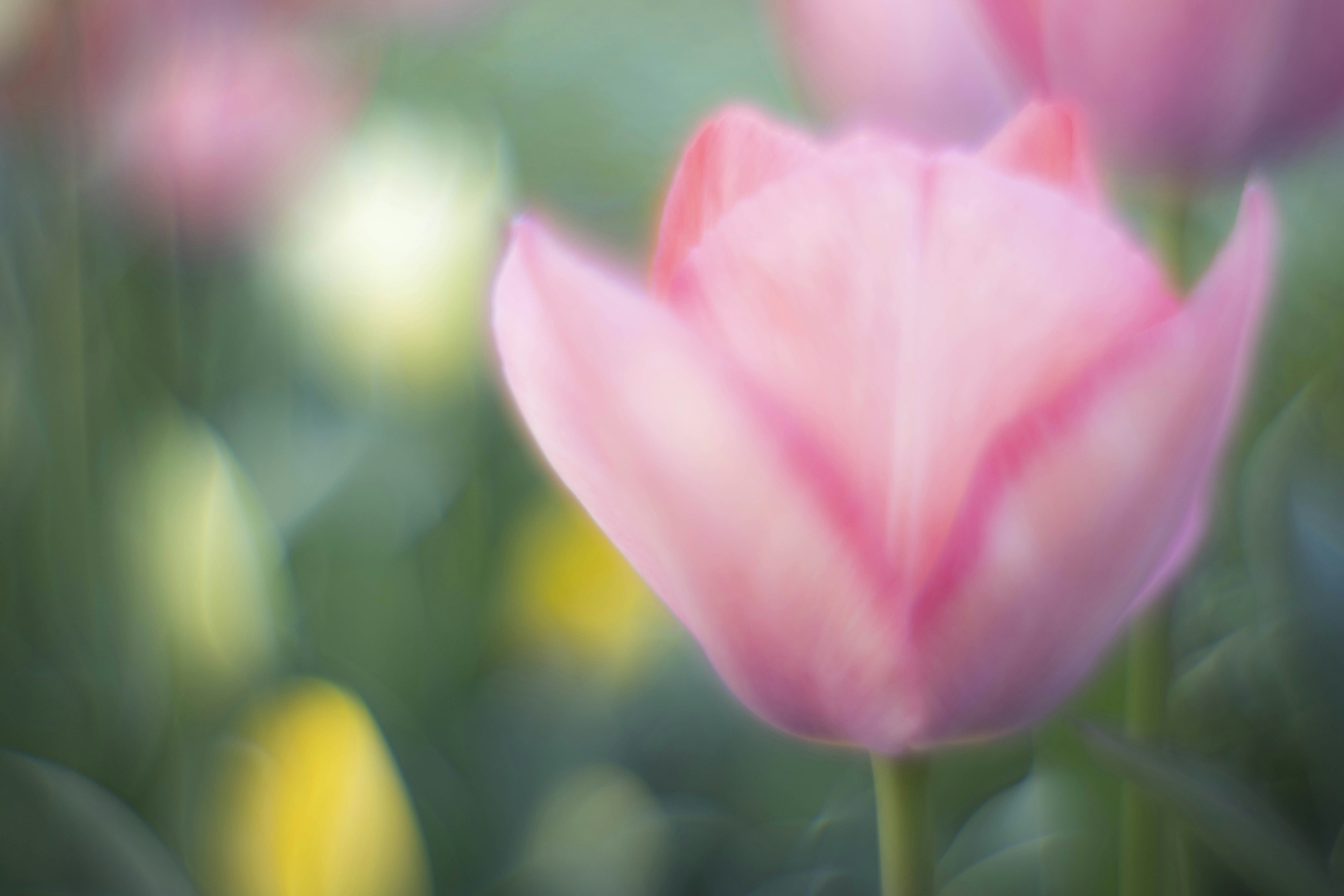 Soft pink tulip harmonizing with the background colors