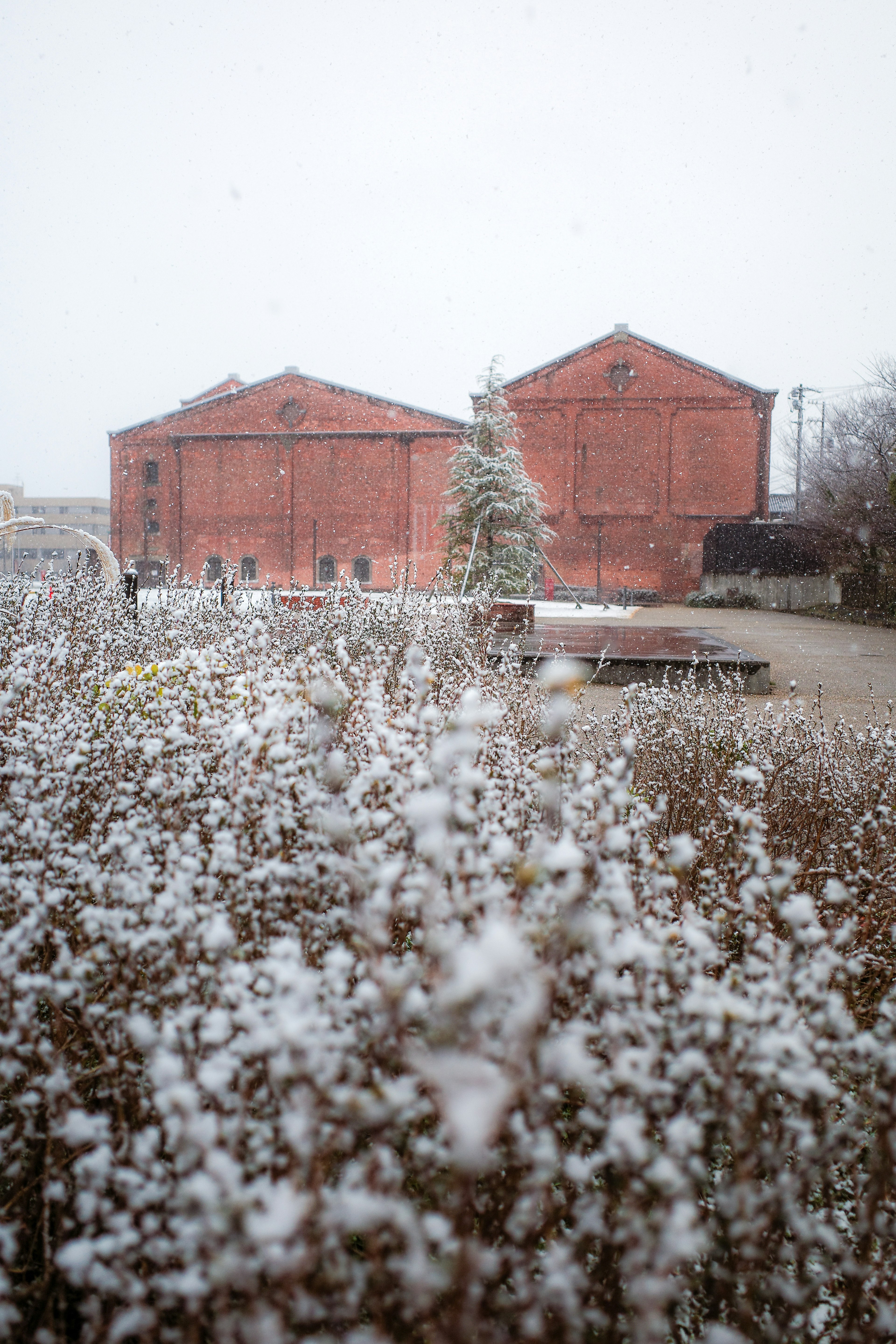 雪の降る中にある赤い建物と白い植物の風景