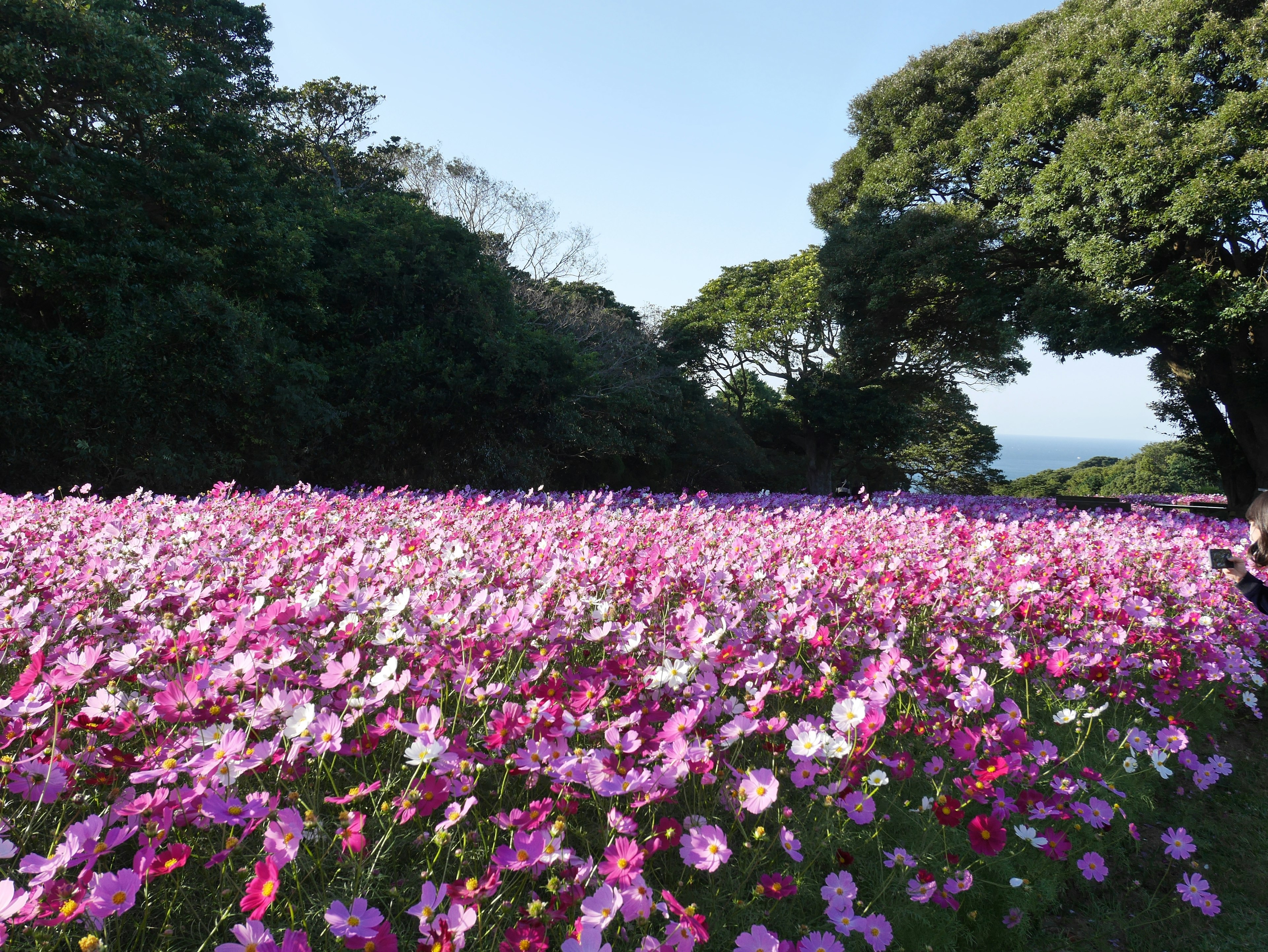 广阔的花田，色彩斑斓的花朵 美丽的蓝天和绿色树木在背景中