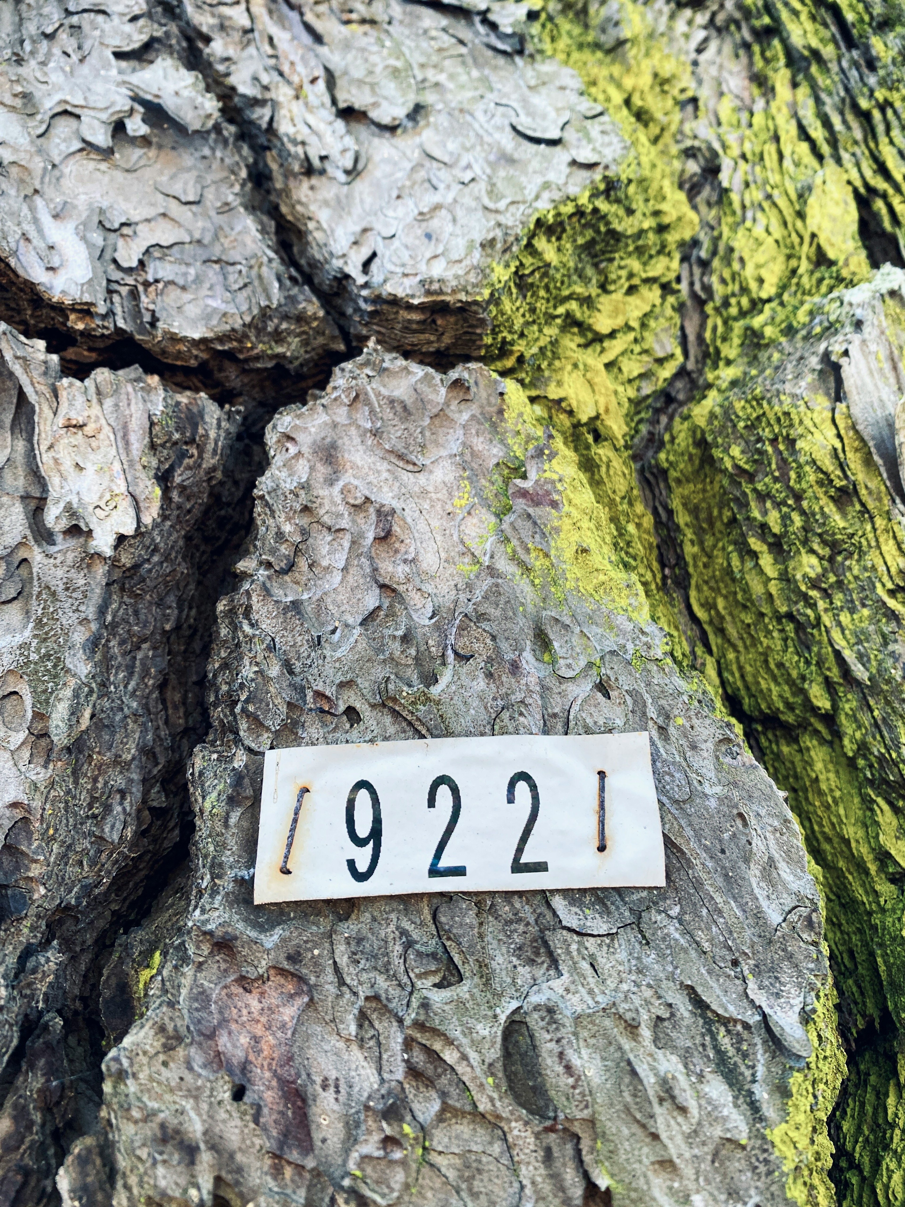 Placa número 9221 fijada a la corteza de un árbol