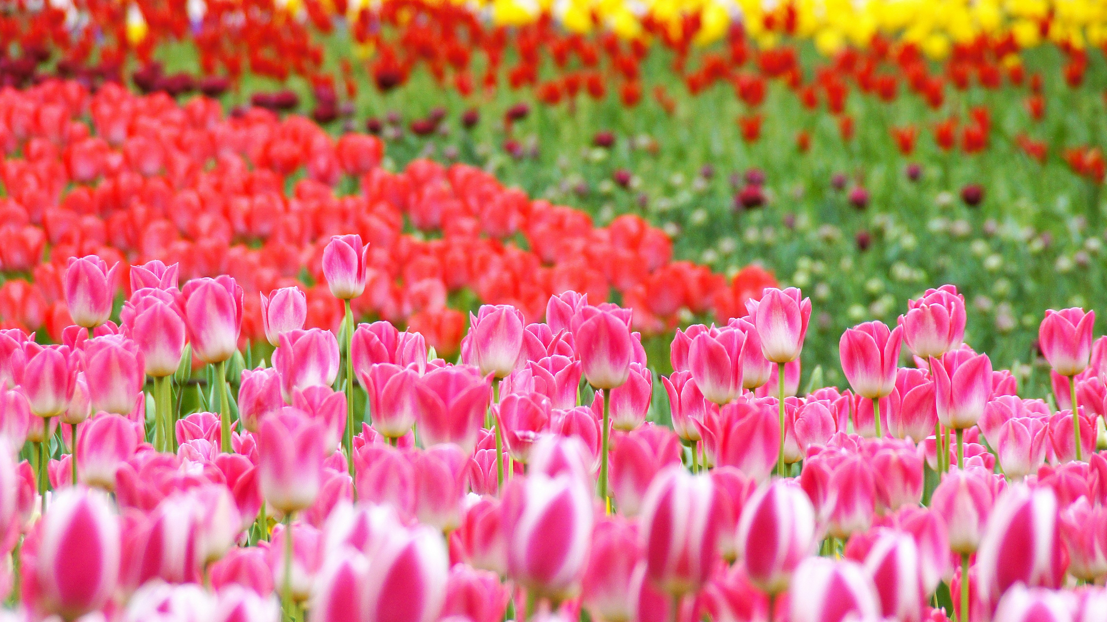 充滿色彩的花田，盛開著粉紅色、紅色和黃色的鬱金香