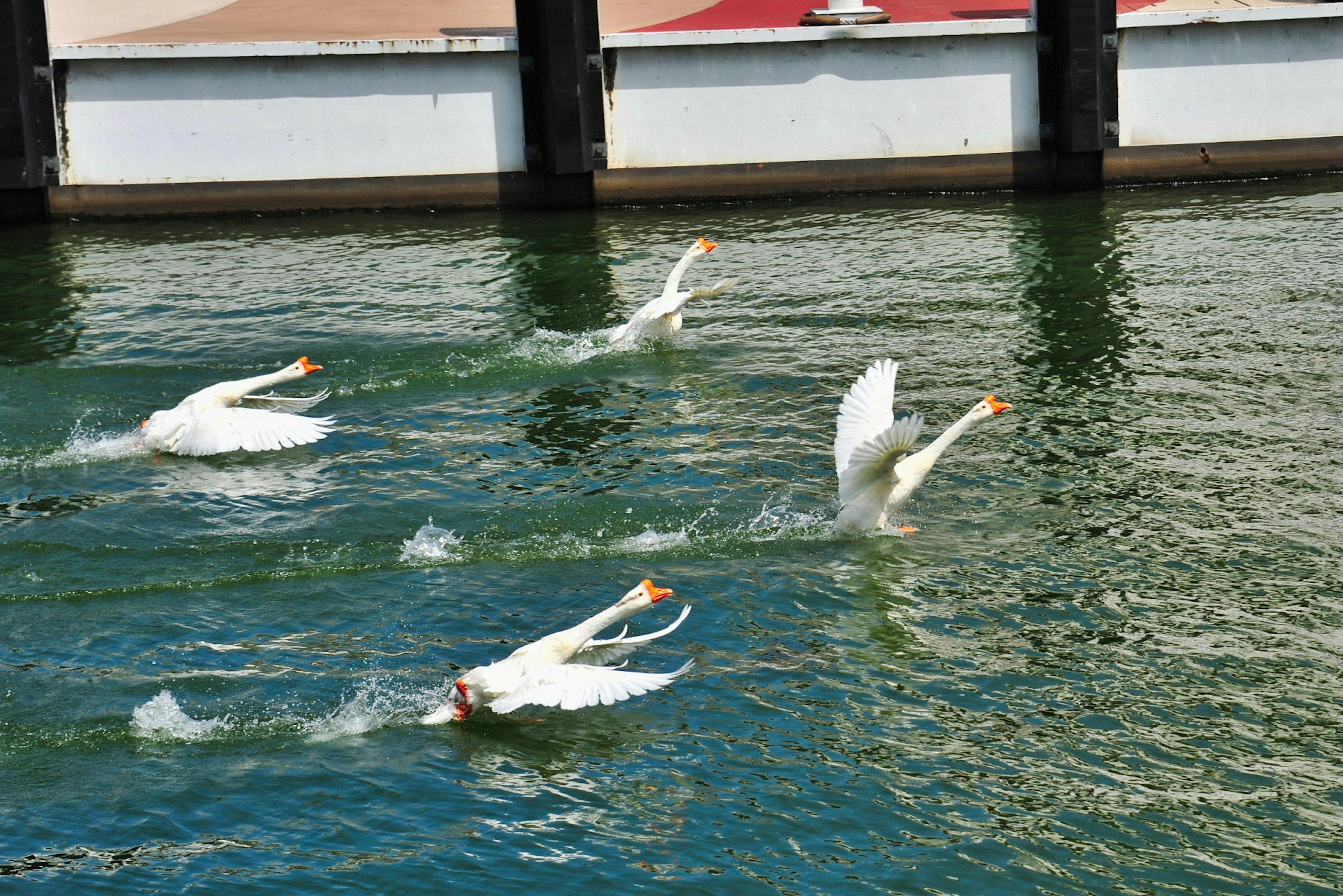 Cisnes blancos deslizándose sobre el agua con un muelle al fondo