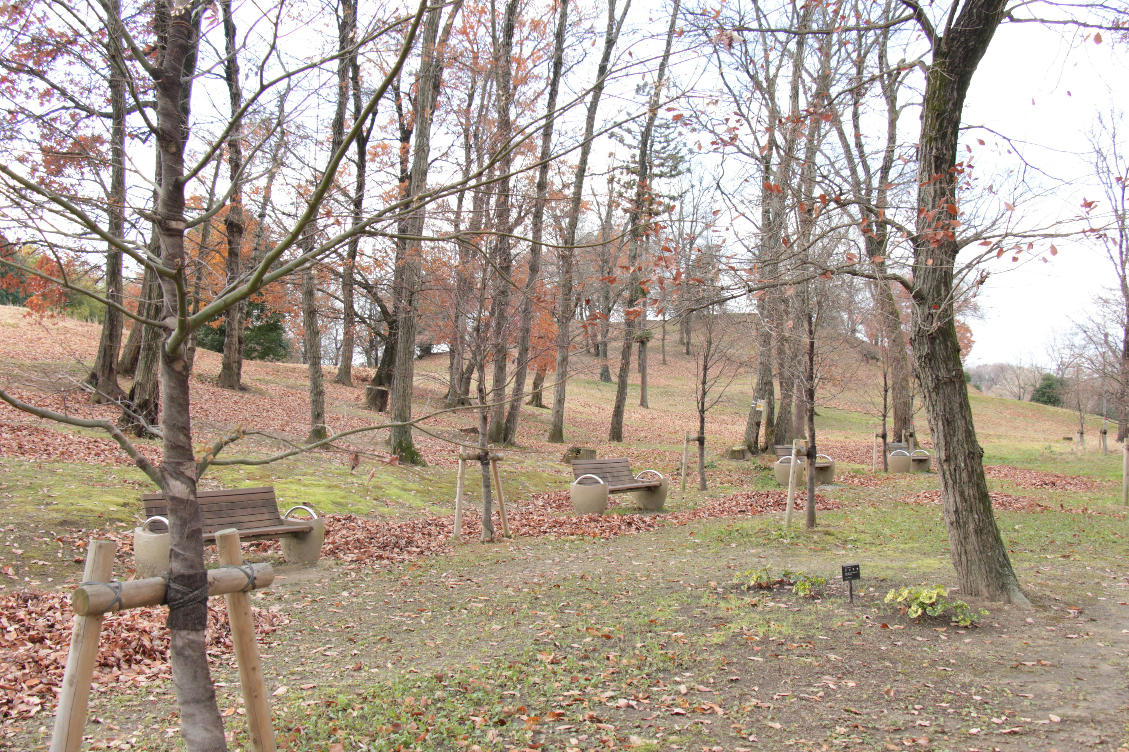 Autumn park scene with bare trees and fallen leaves on a path