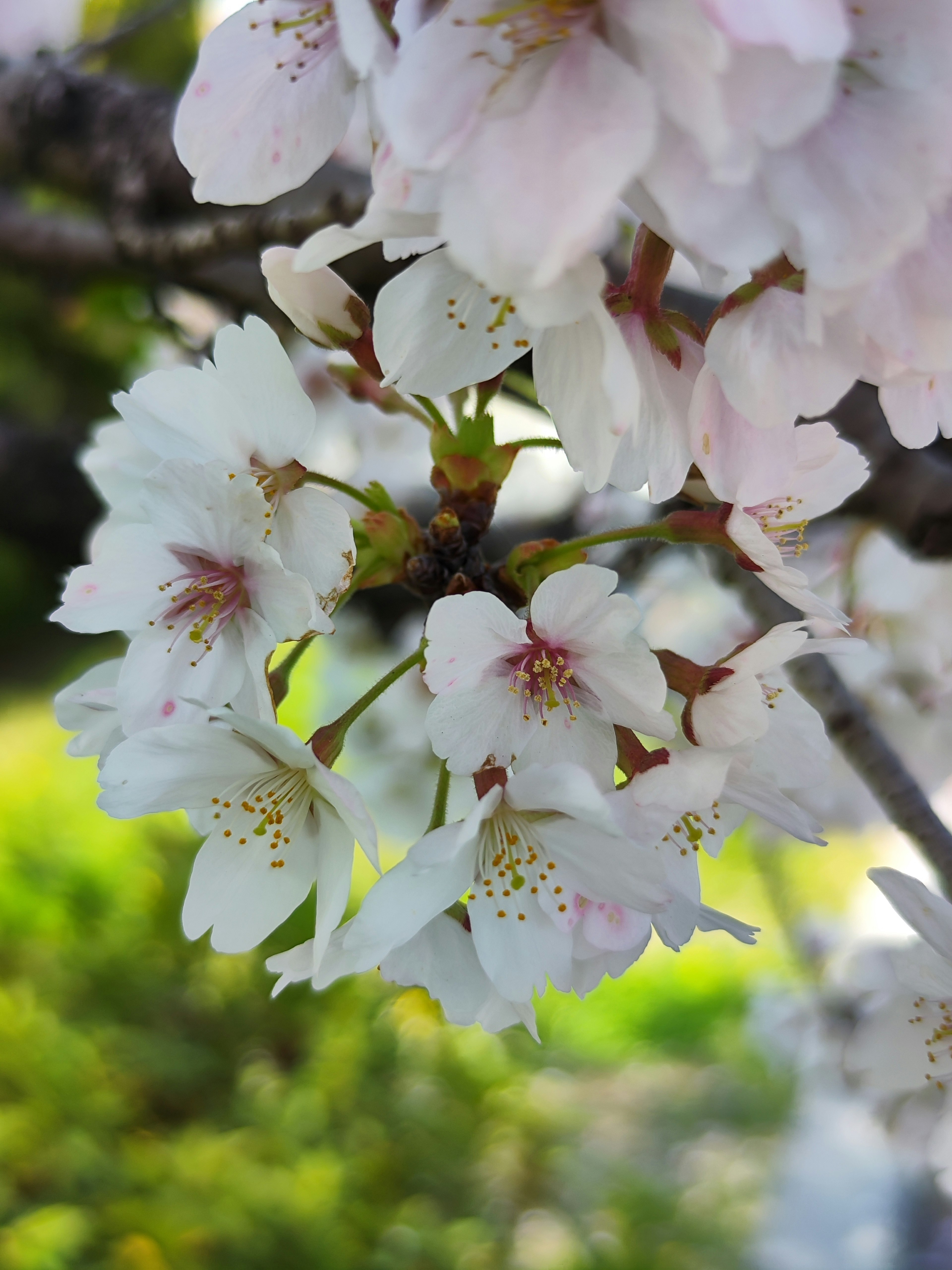 Kedekatan bunga sakura di cabang pohon