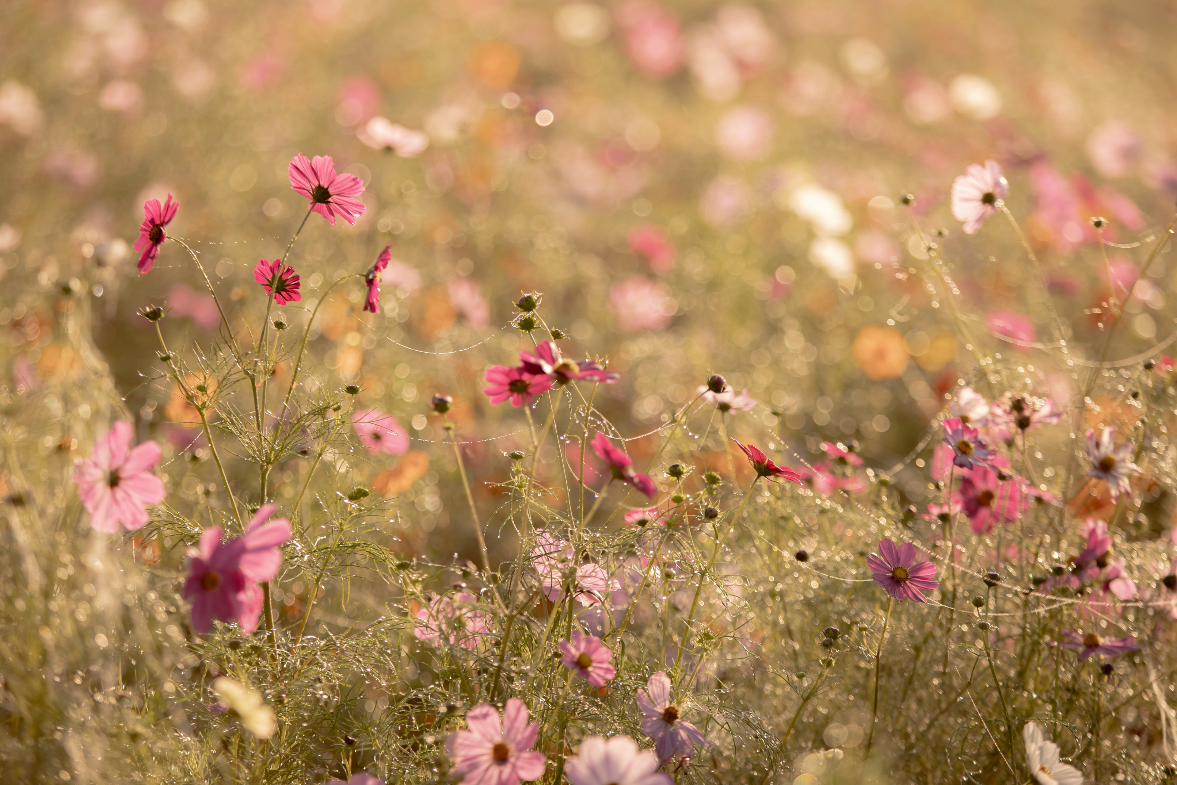 色とりどりの花が咲き乱れる風景