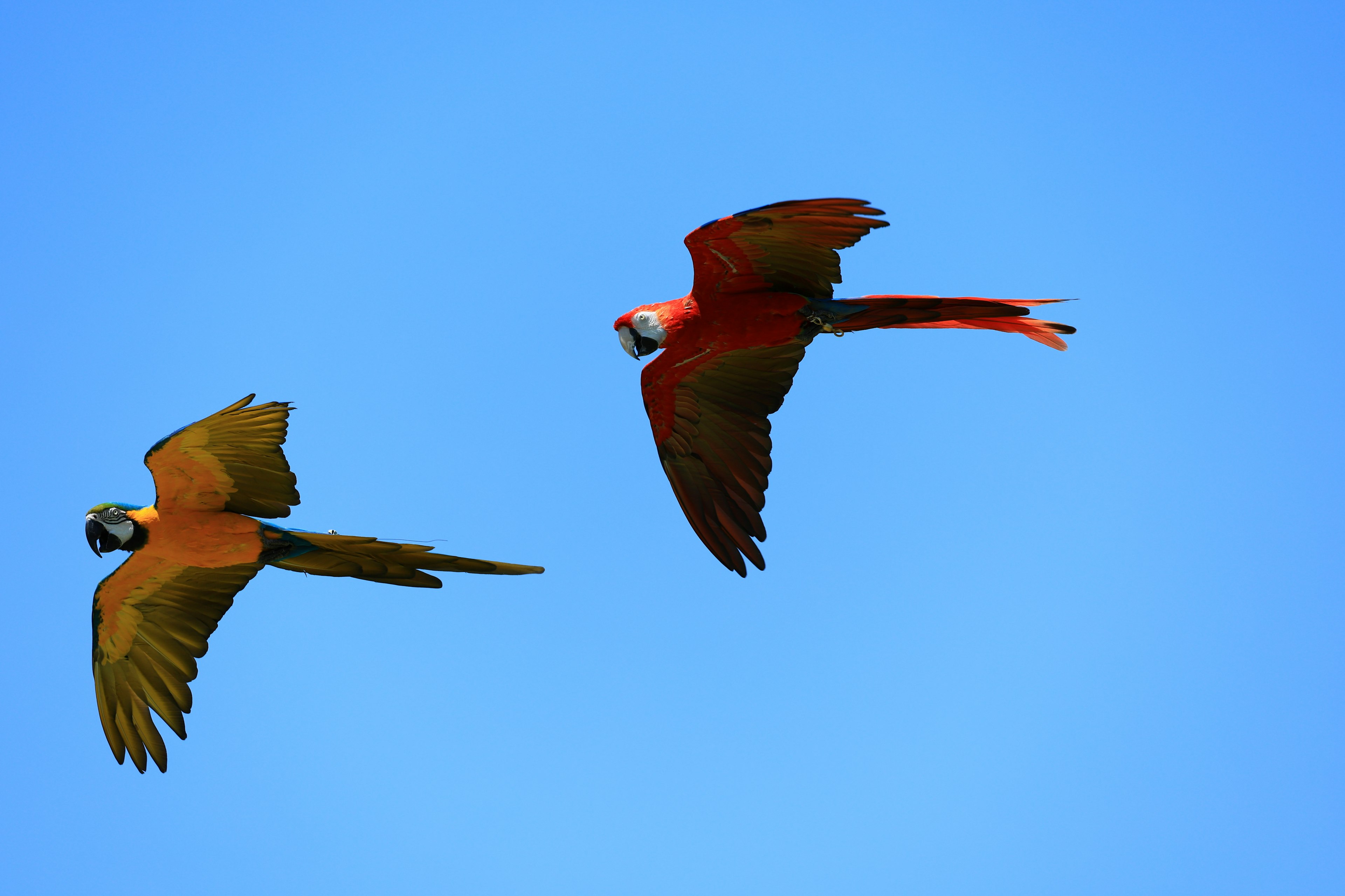 Dos loros coloridos volando contra un cielo azul