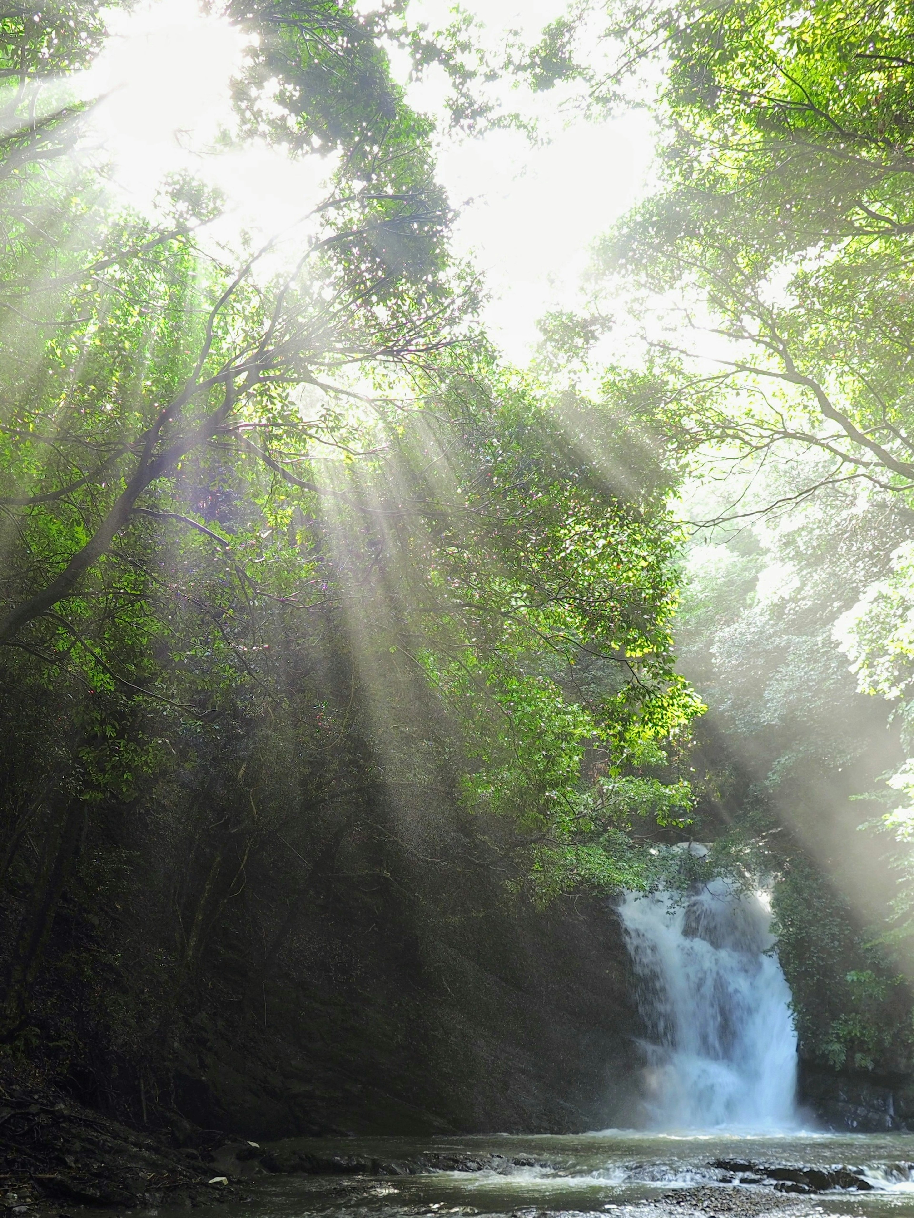 緑豊かな木々に囲まれた滝の風景　光の筋が水面に反射する