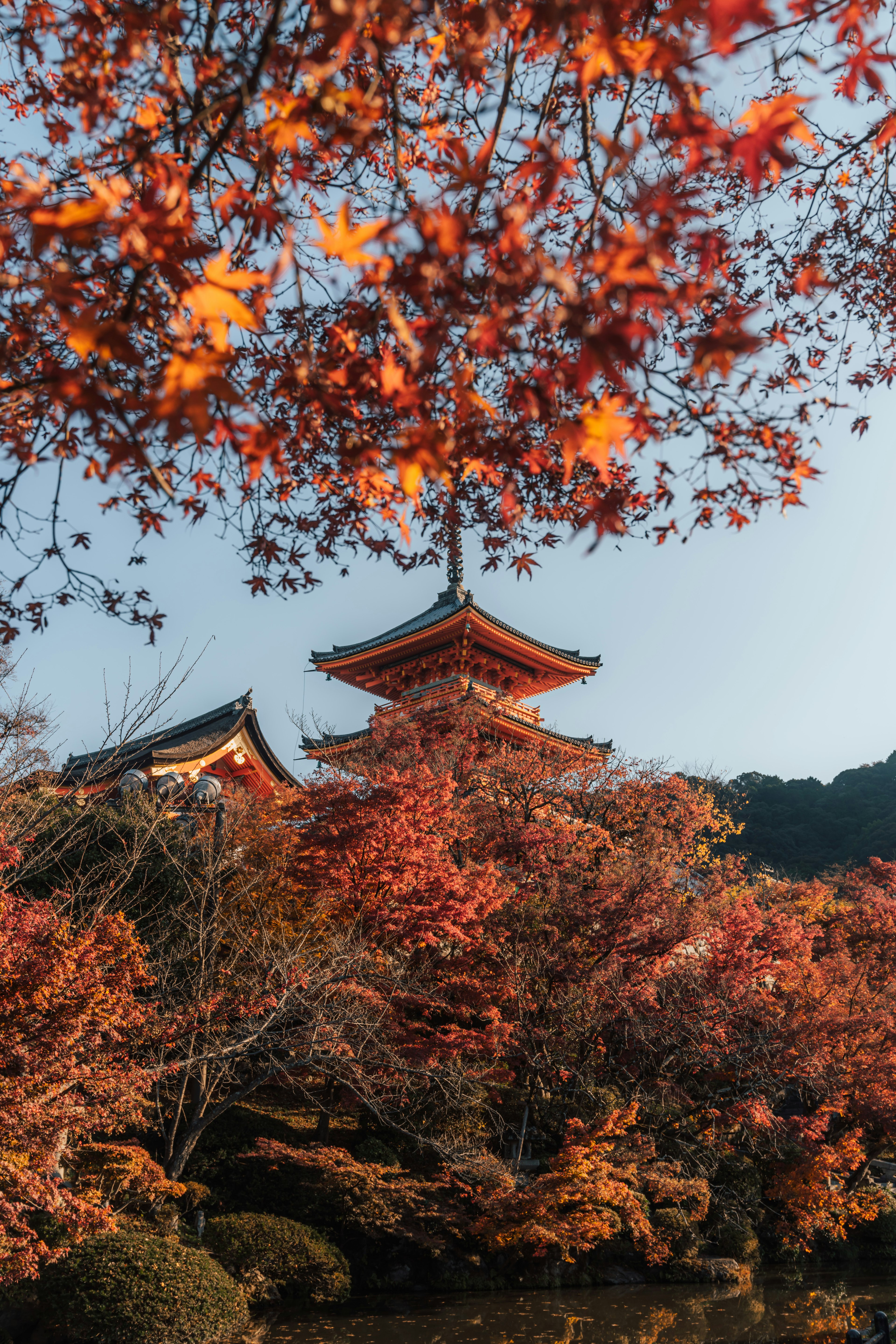 Pagoda Jepang tradisional dikelilingi oleh daun musim gugur