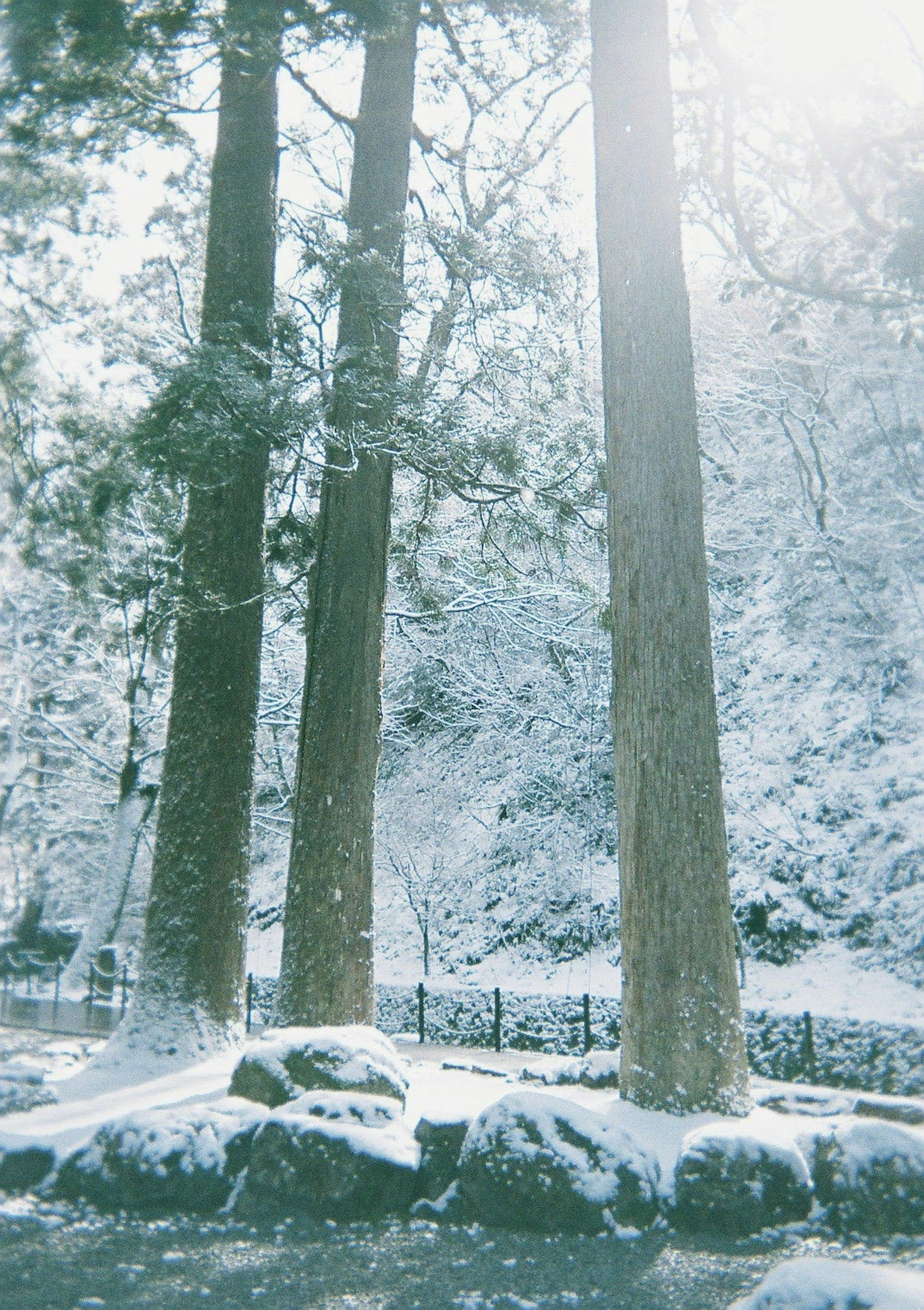 Árboles y rocas cubiertos de nieve en un paisaje sereno