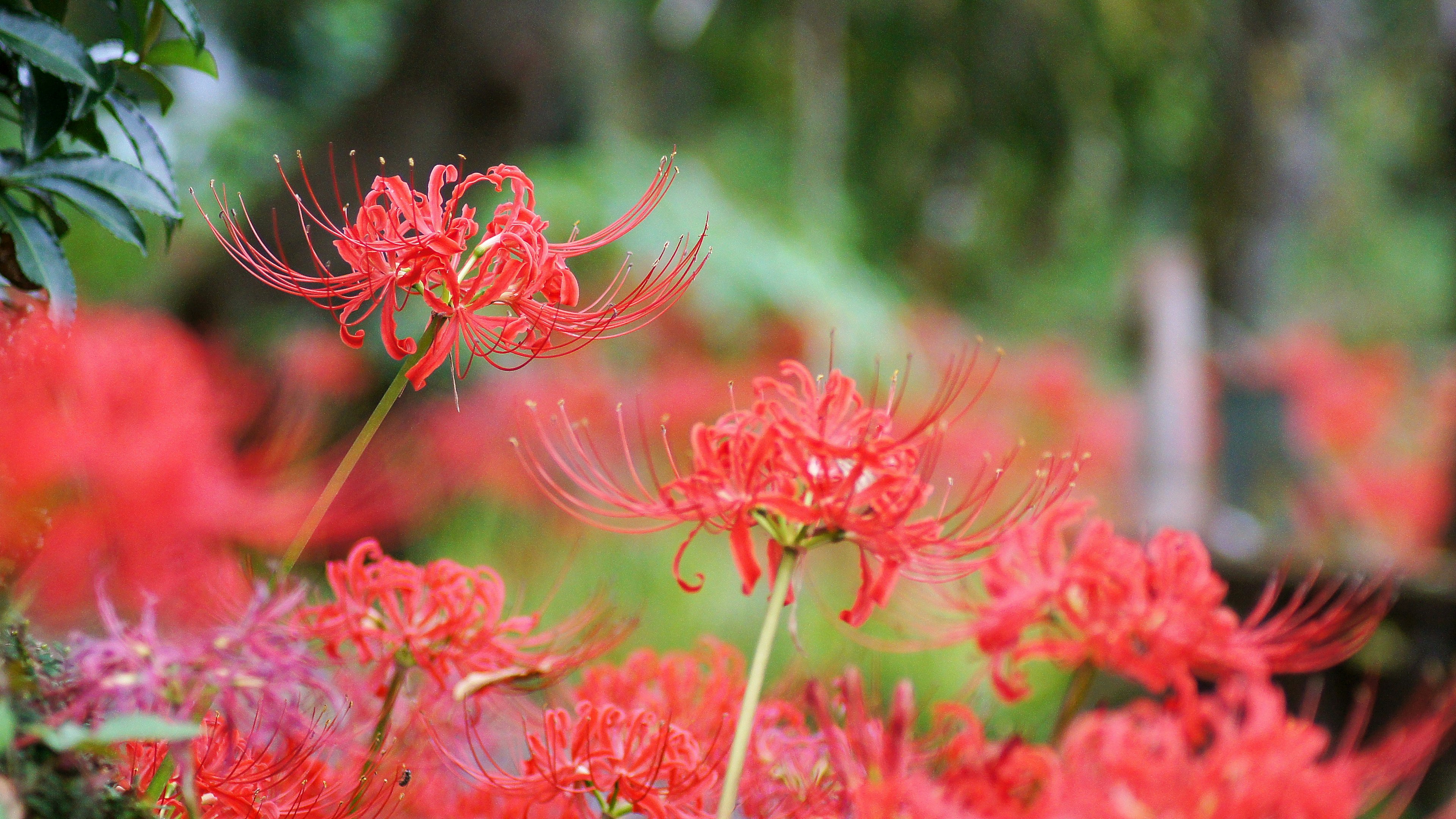 Ladang bunga lili laba-laba merah yang mekar