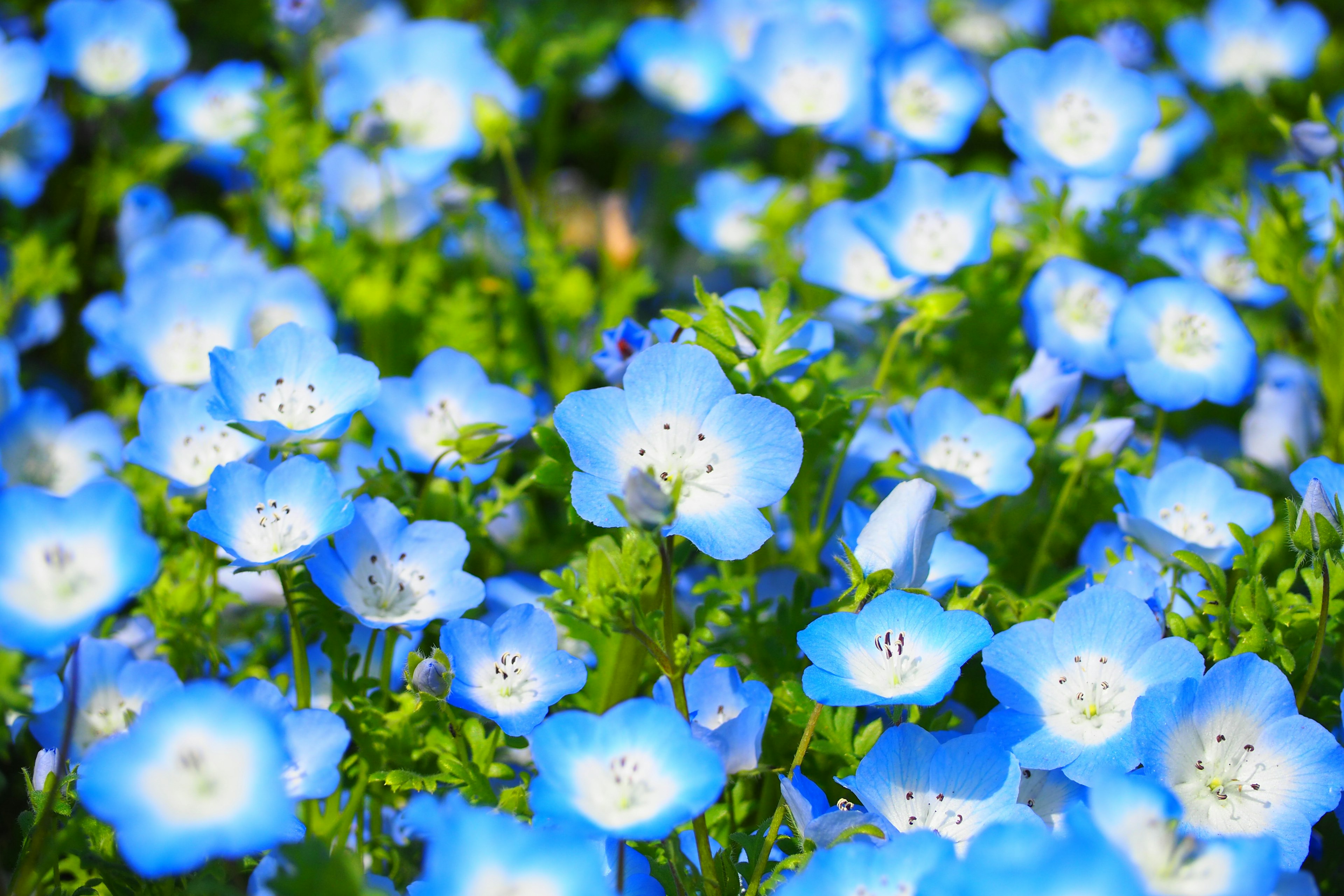 Ein Feld blauer Blumen unter einem klaren Himmel