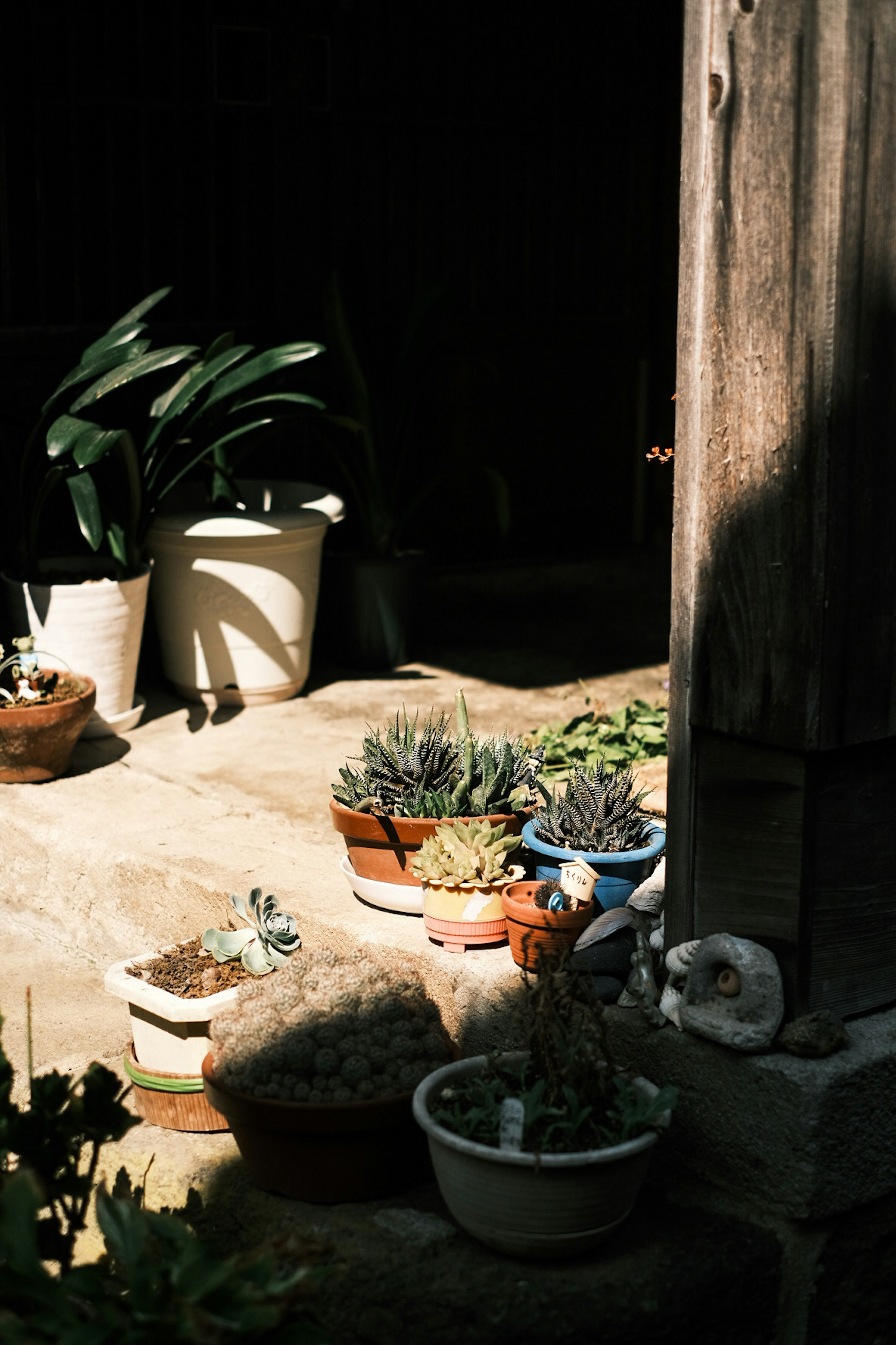 A corner of a garden featuring potted succulents in shaded light