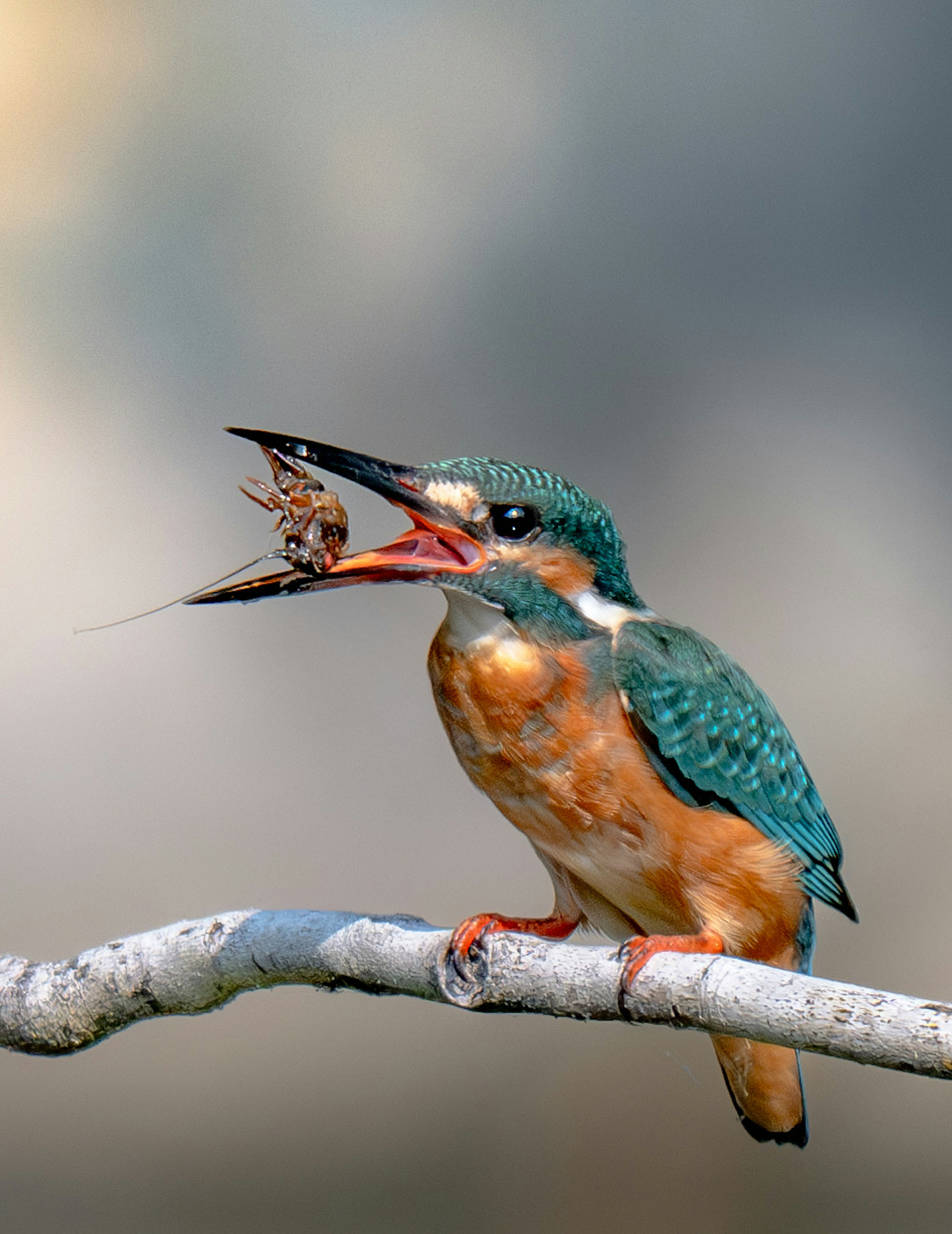 Un martin-pêcheur vibrant tenant un insecte dans son bec sur une branche