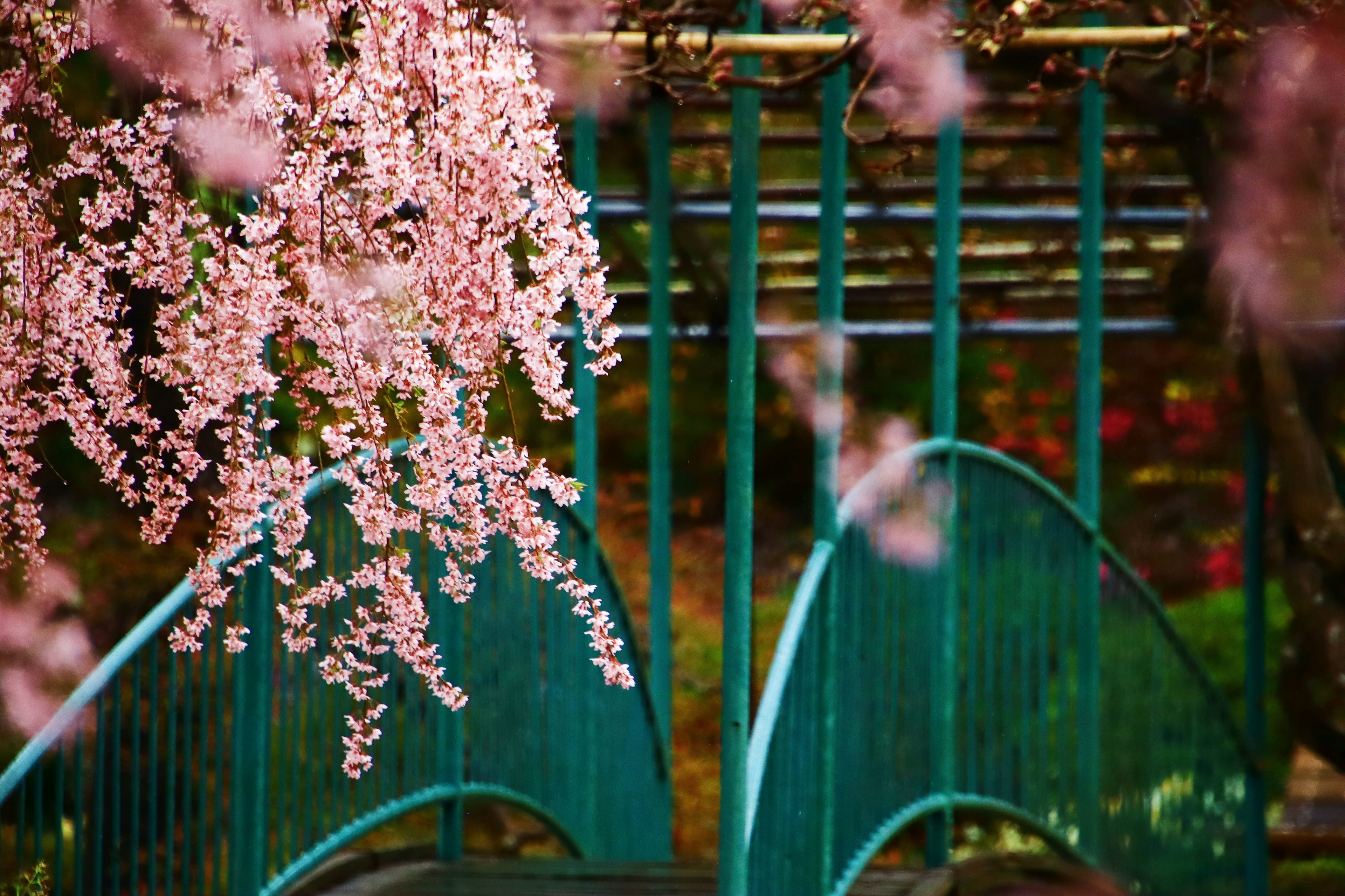 Pemandangan indah jembatan biru dihiasi bunga sakura yang menggantung