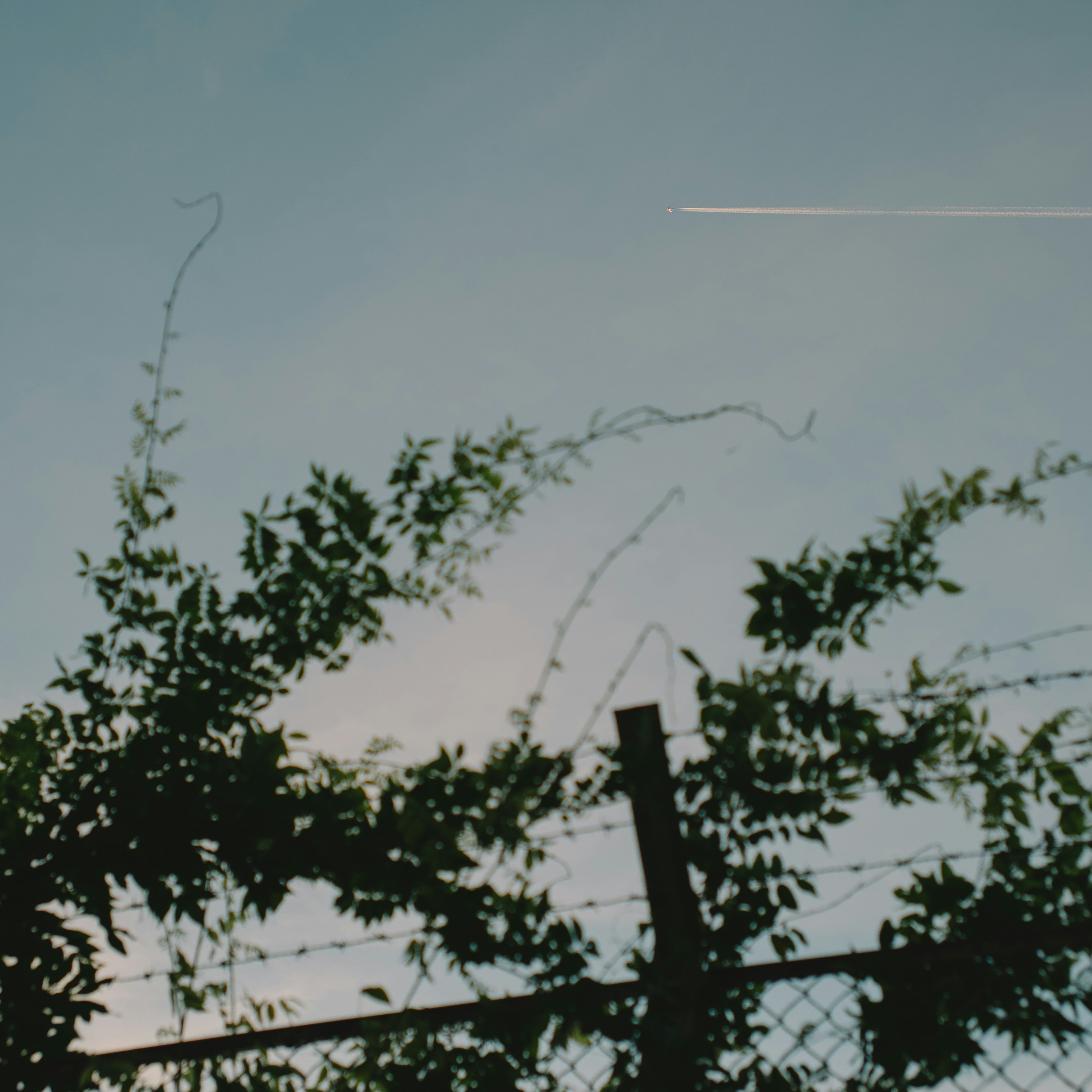 Immagine che mostra parte di una recinzione con foglie contro un cielo blu