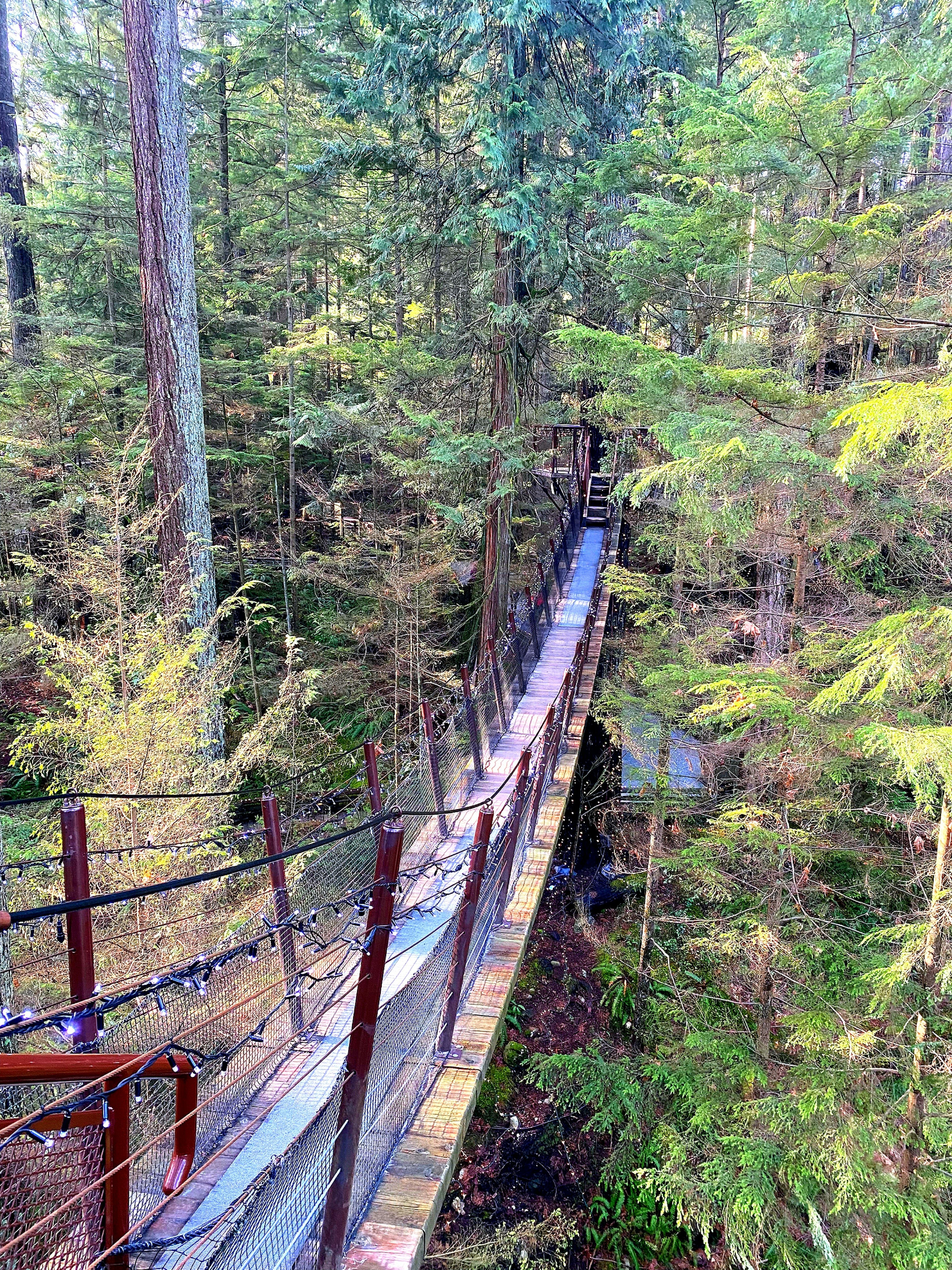 Puente colgante en un bosque rodeado de árboles verdes