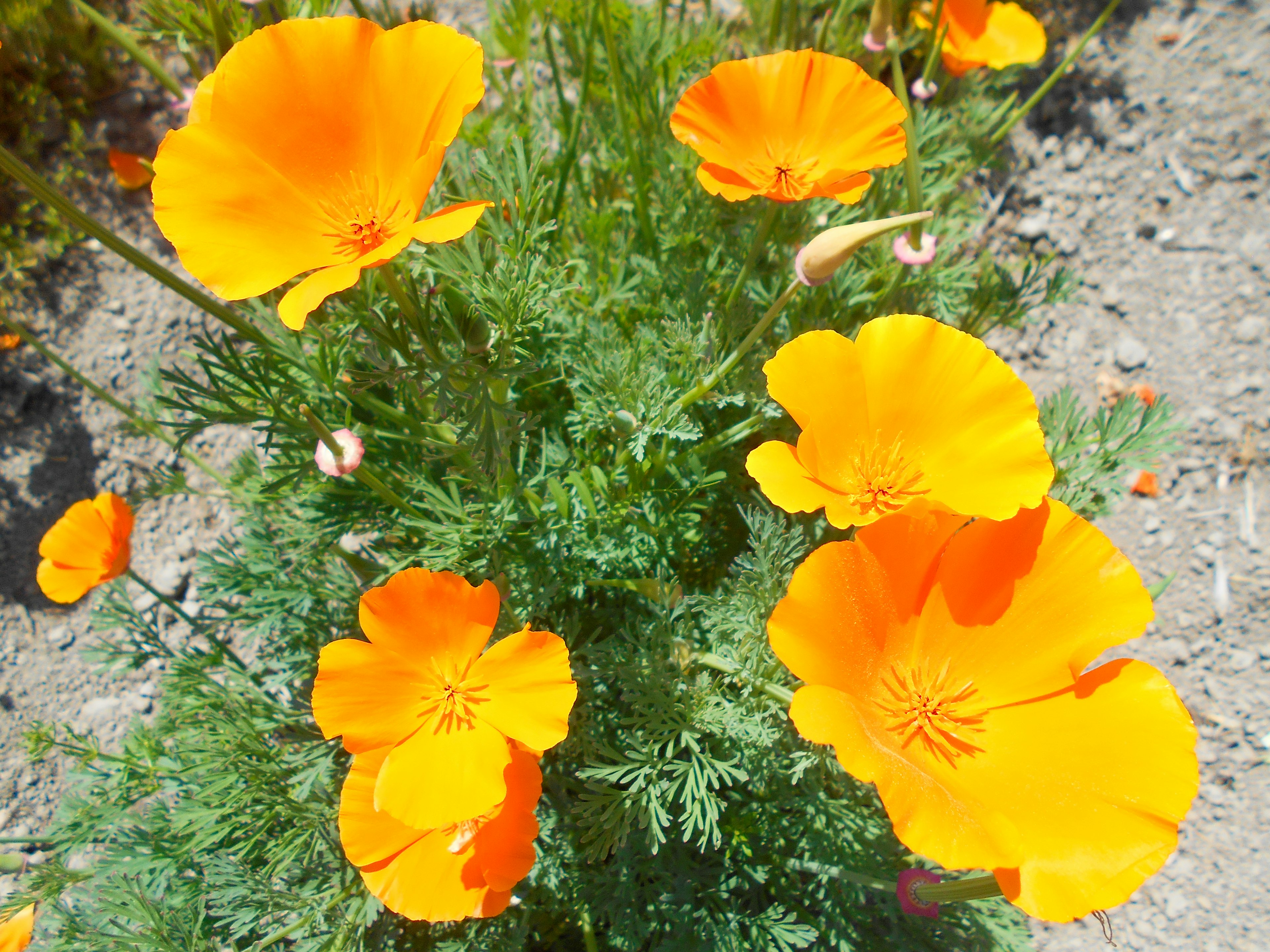 オレンジ色のポピーの花が咲いている緑の茂み