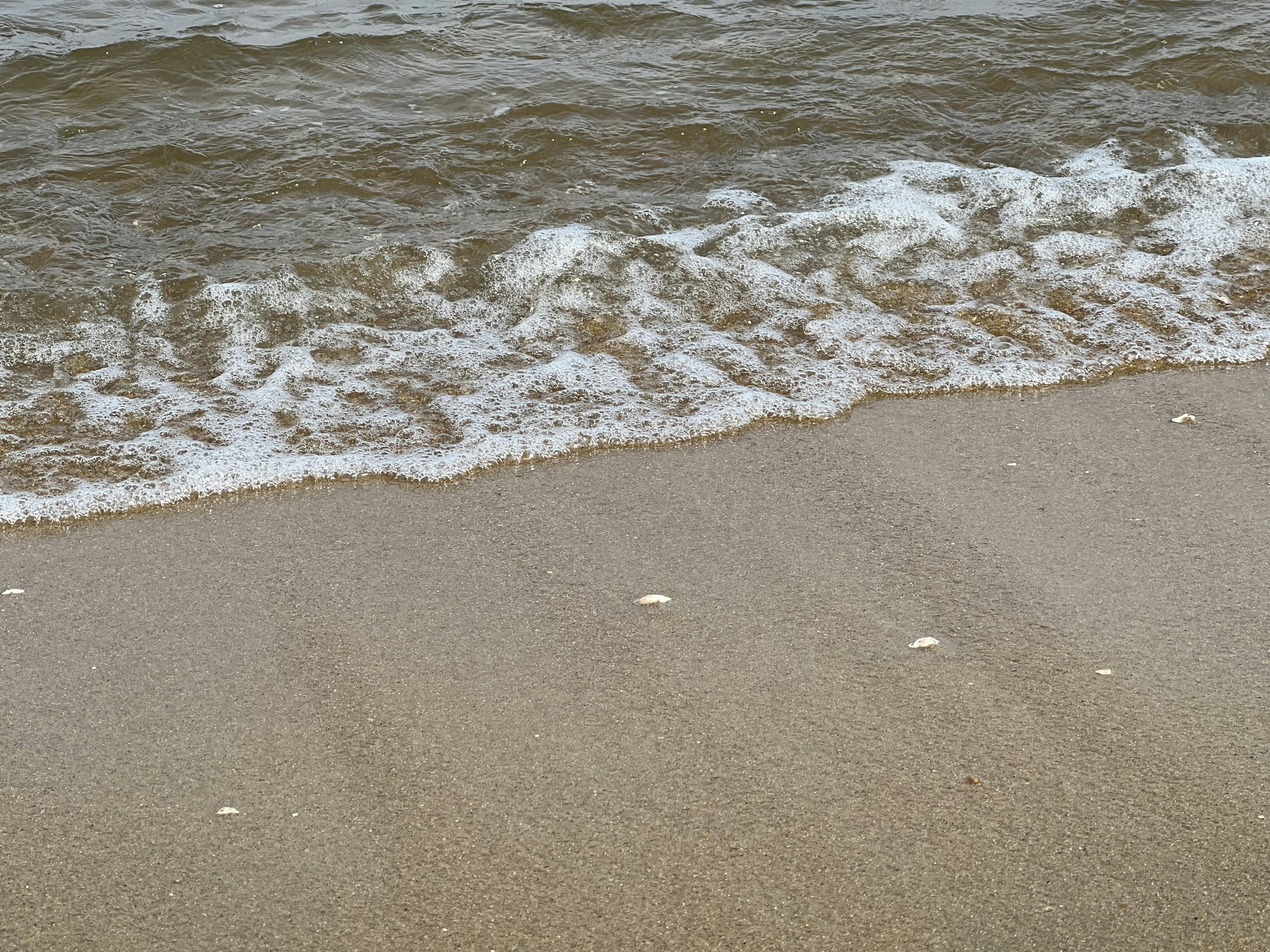 Bild eines Sandstrandes mit Wellen und verstreuten Muscheln