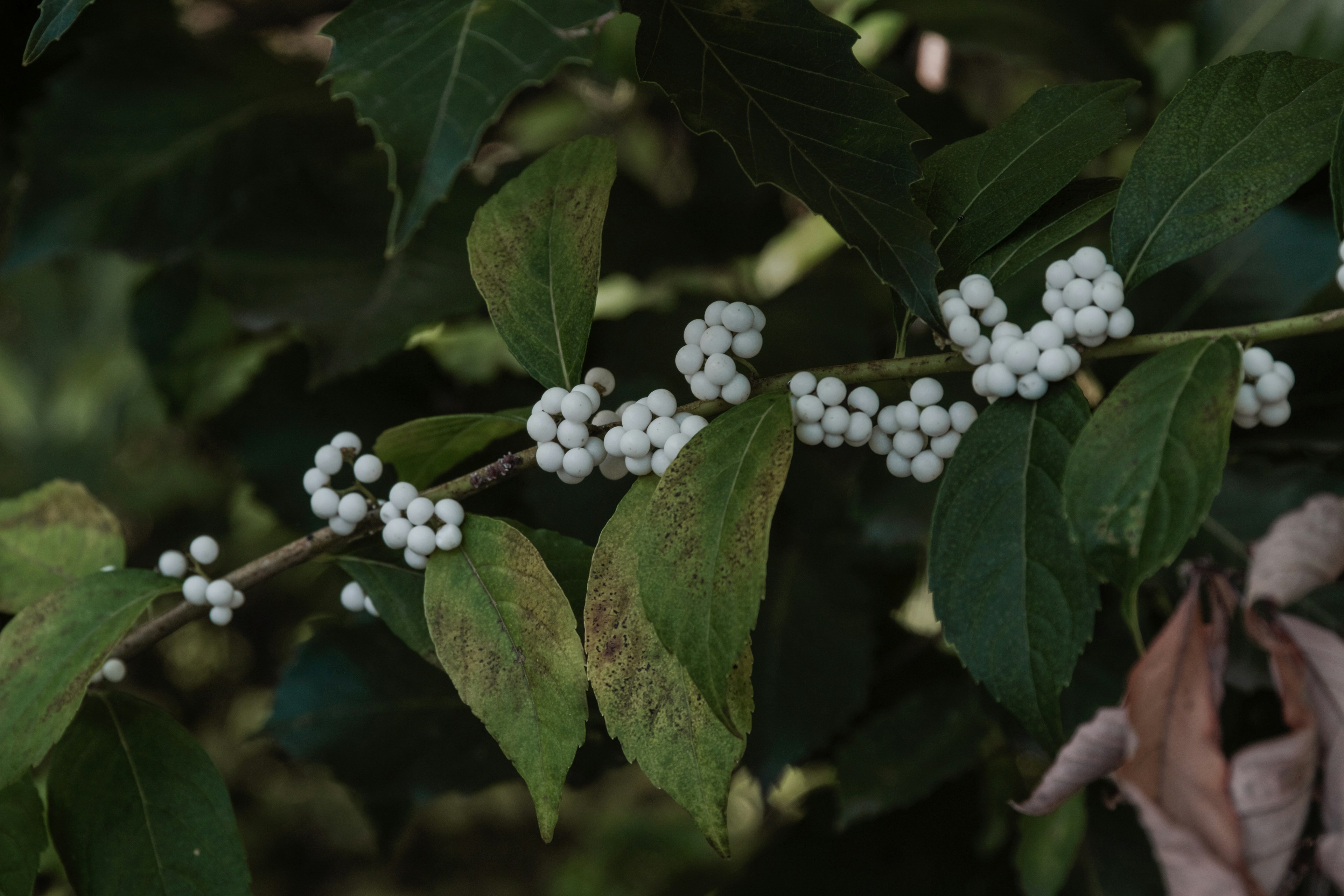 Branche avec des grappes de baies blanches et des feuilles vertes