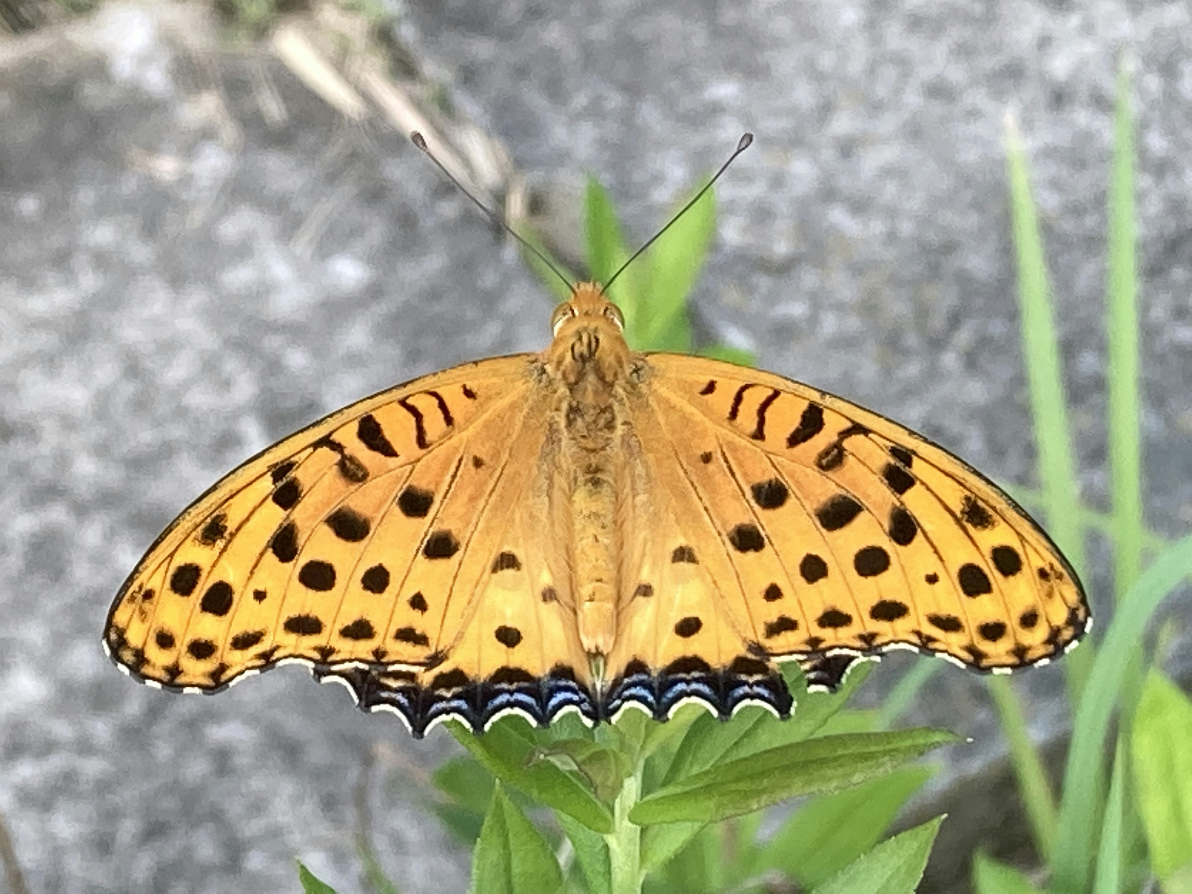 Orange butterfly resting on green leaves