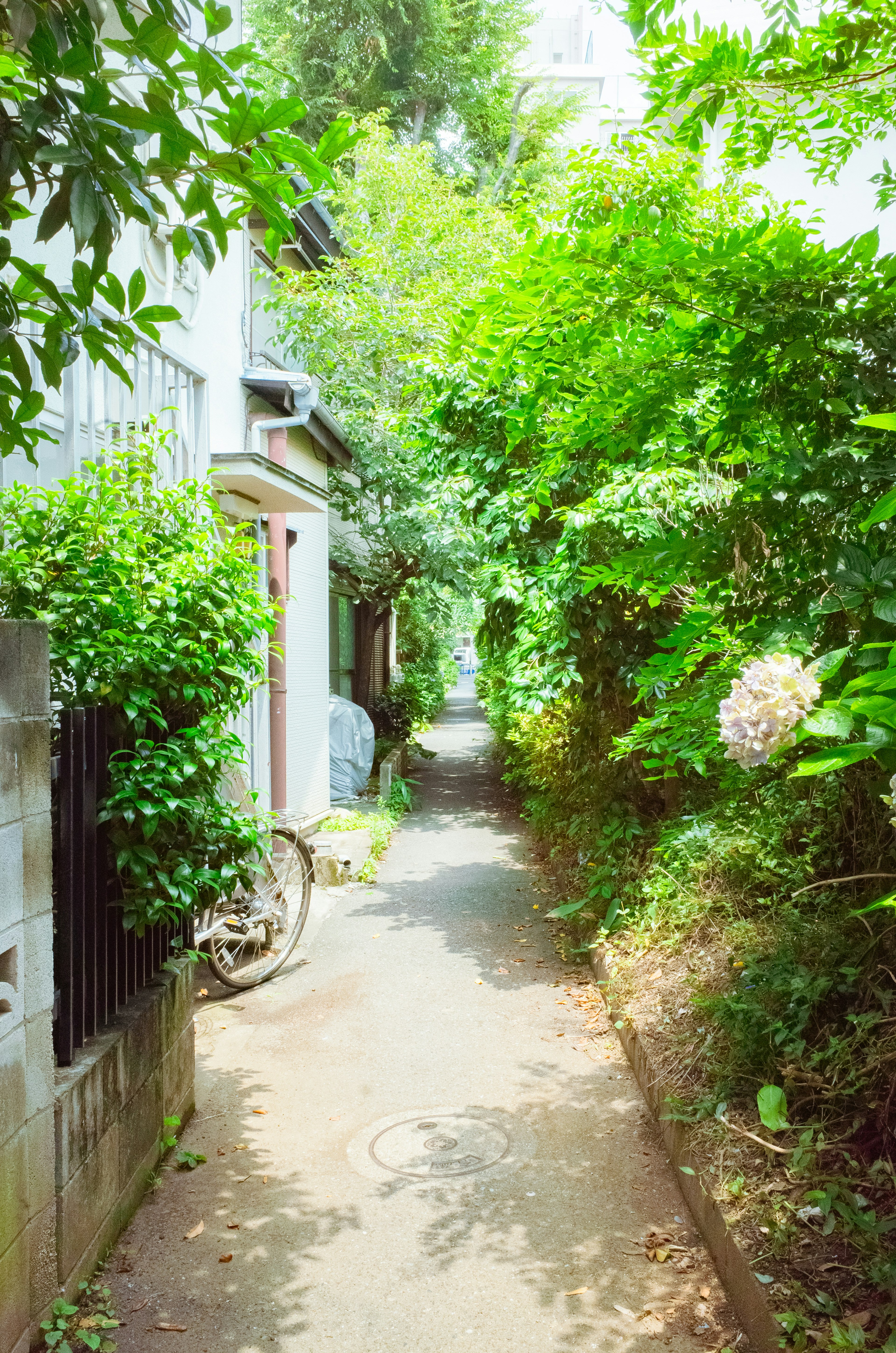 Sentier étroit entre la verdure luxuriante et les maisons