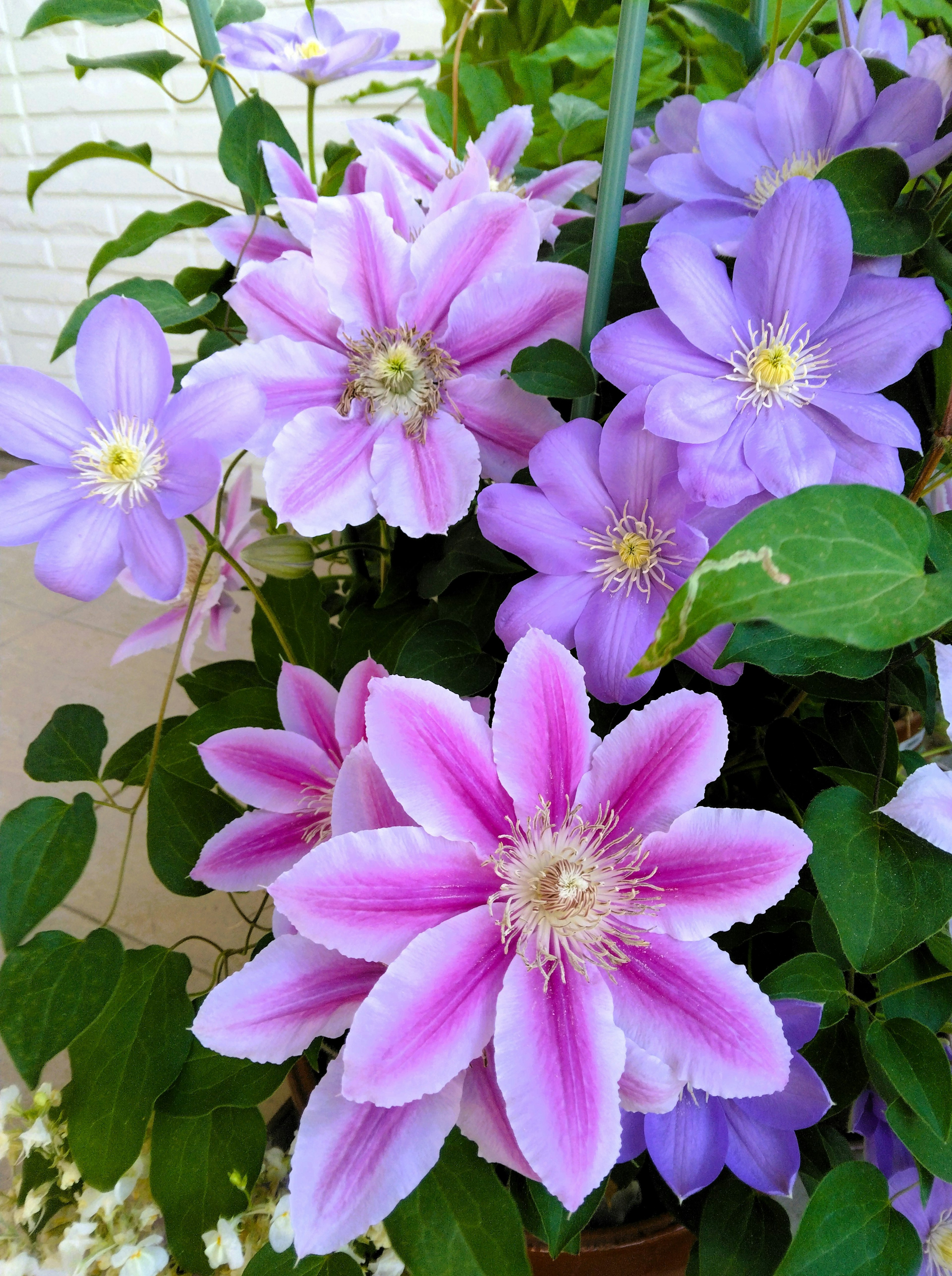 Flores de clemátide moradas vibrantes en un jardín