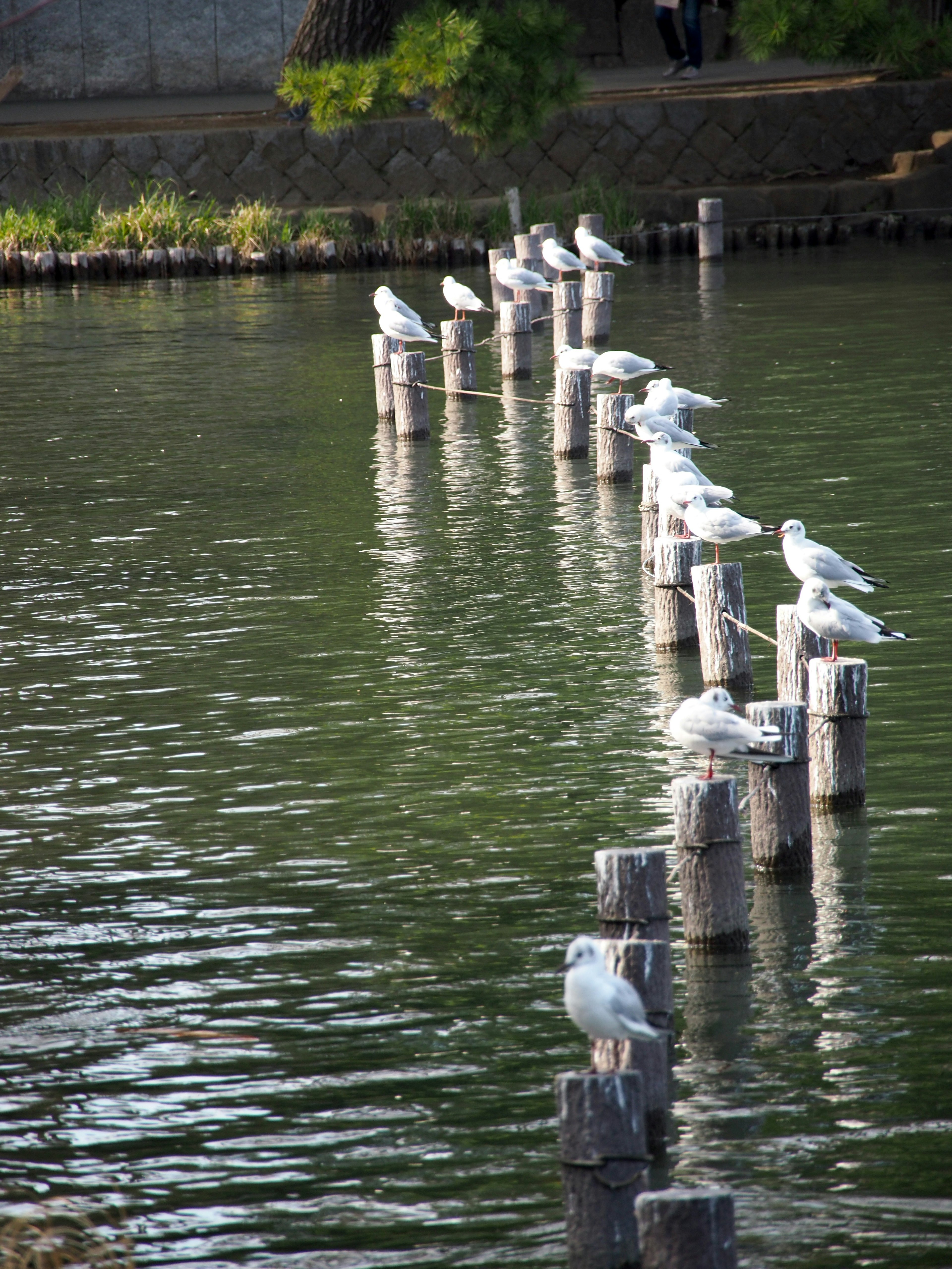 Row of white birds perched on wooden posts in water