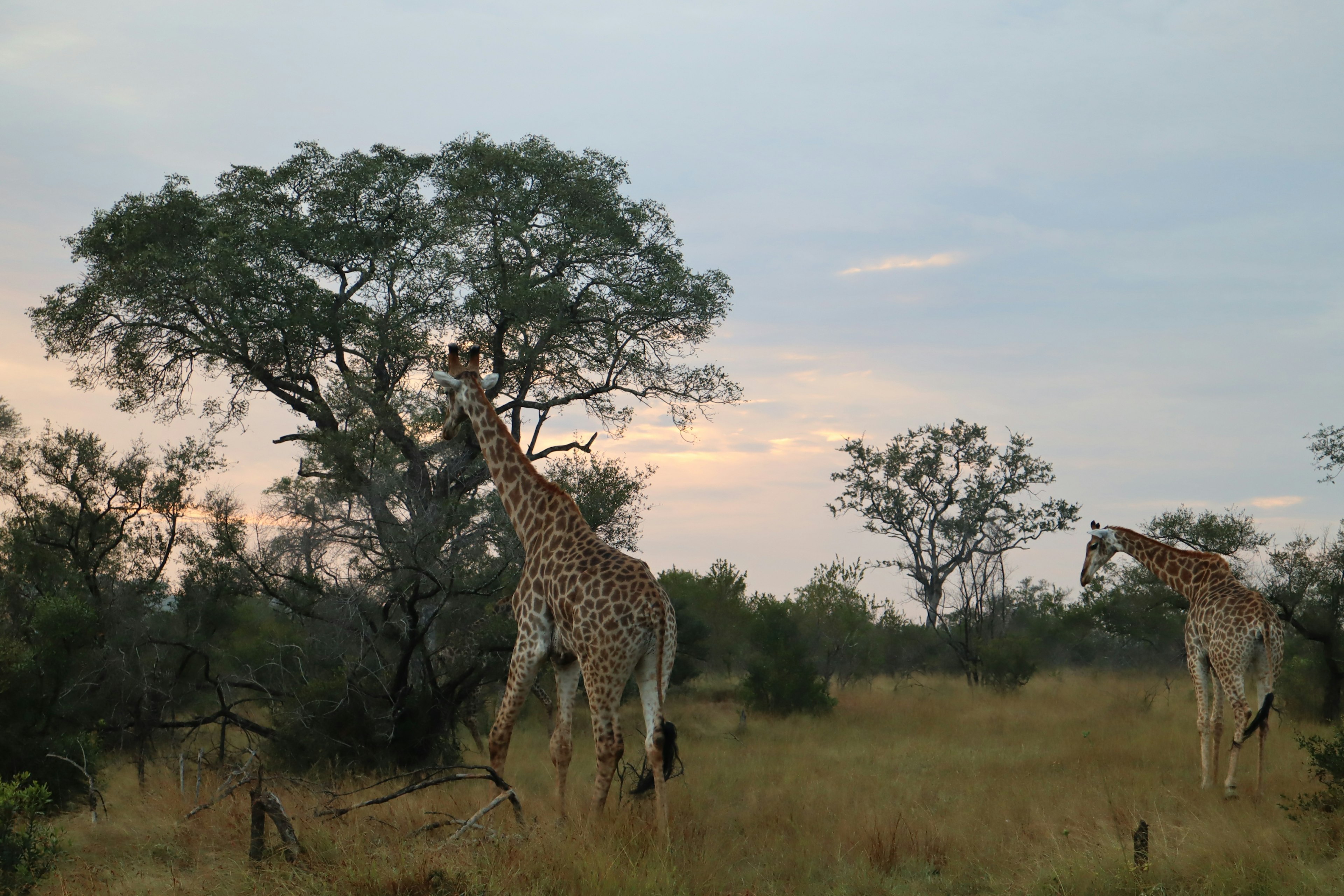 Deux girafes se tenant dans une savane avec des arbres en arrière-plan