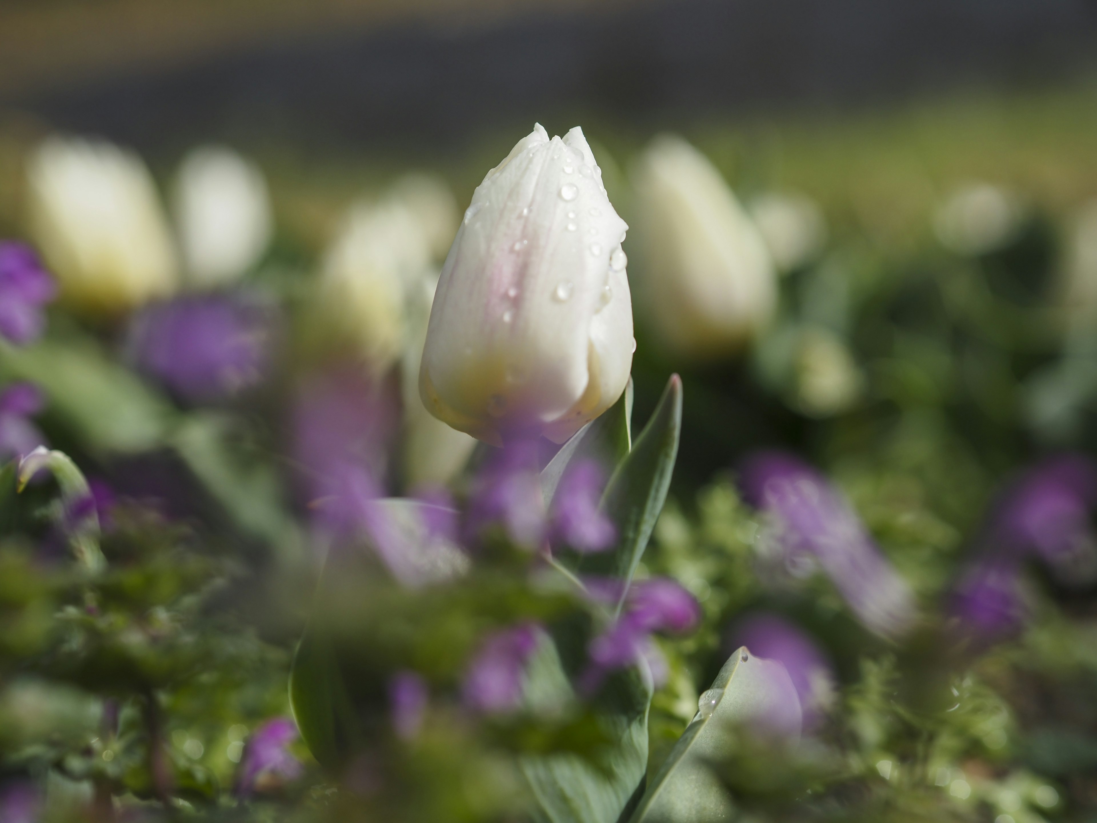 白いチューリップと紫の花が咲いている庭の風景