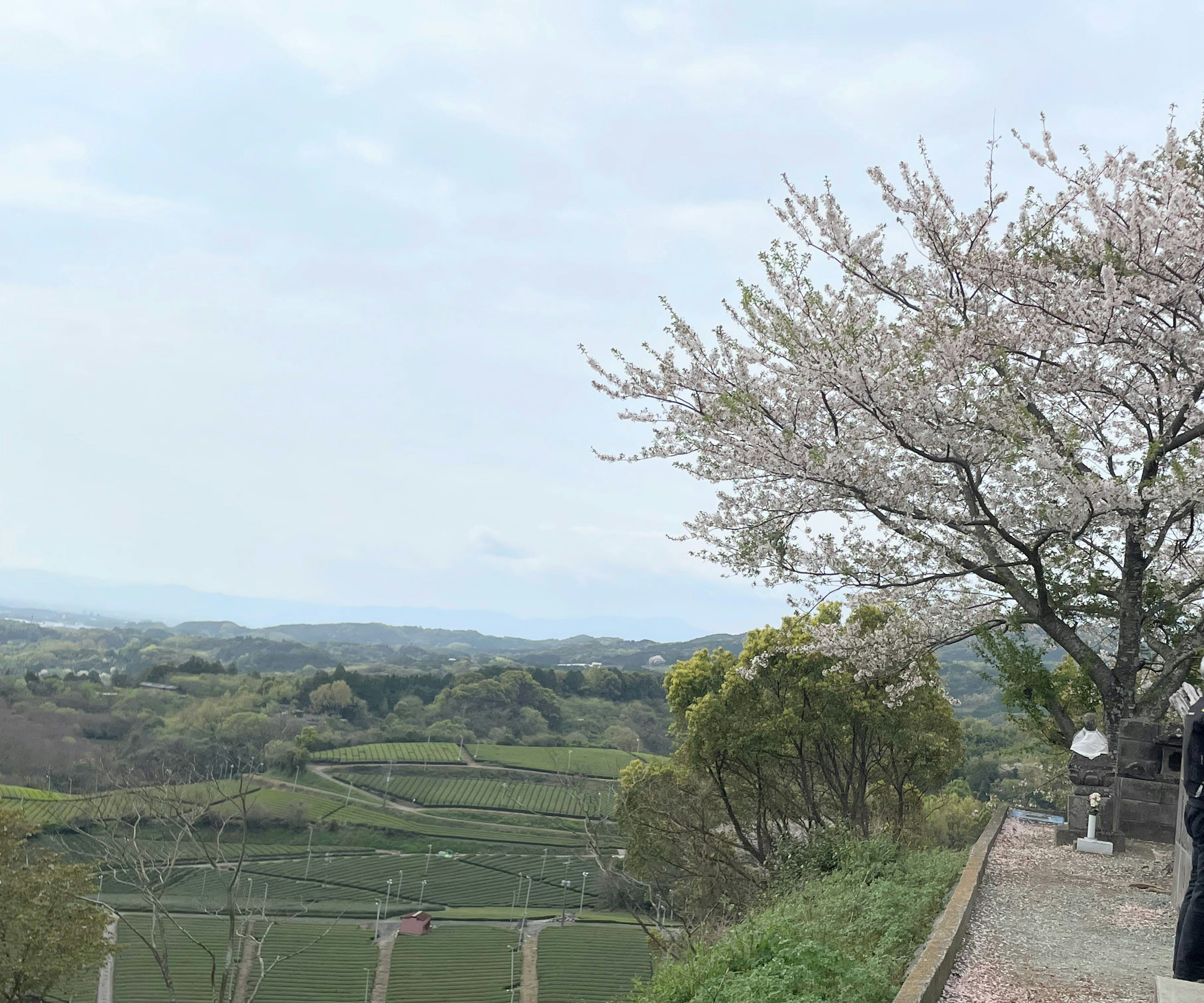 Person standing near a cherry blossom tree with green hills in the background