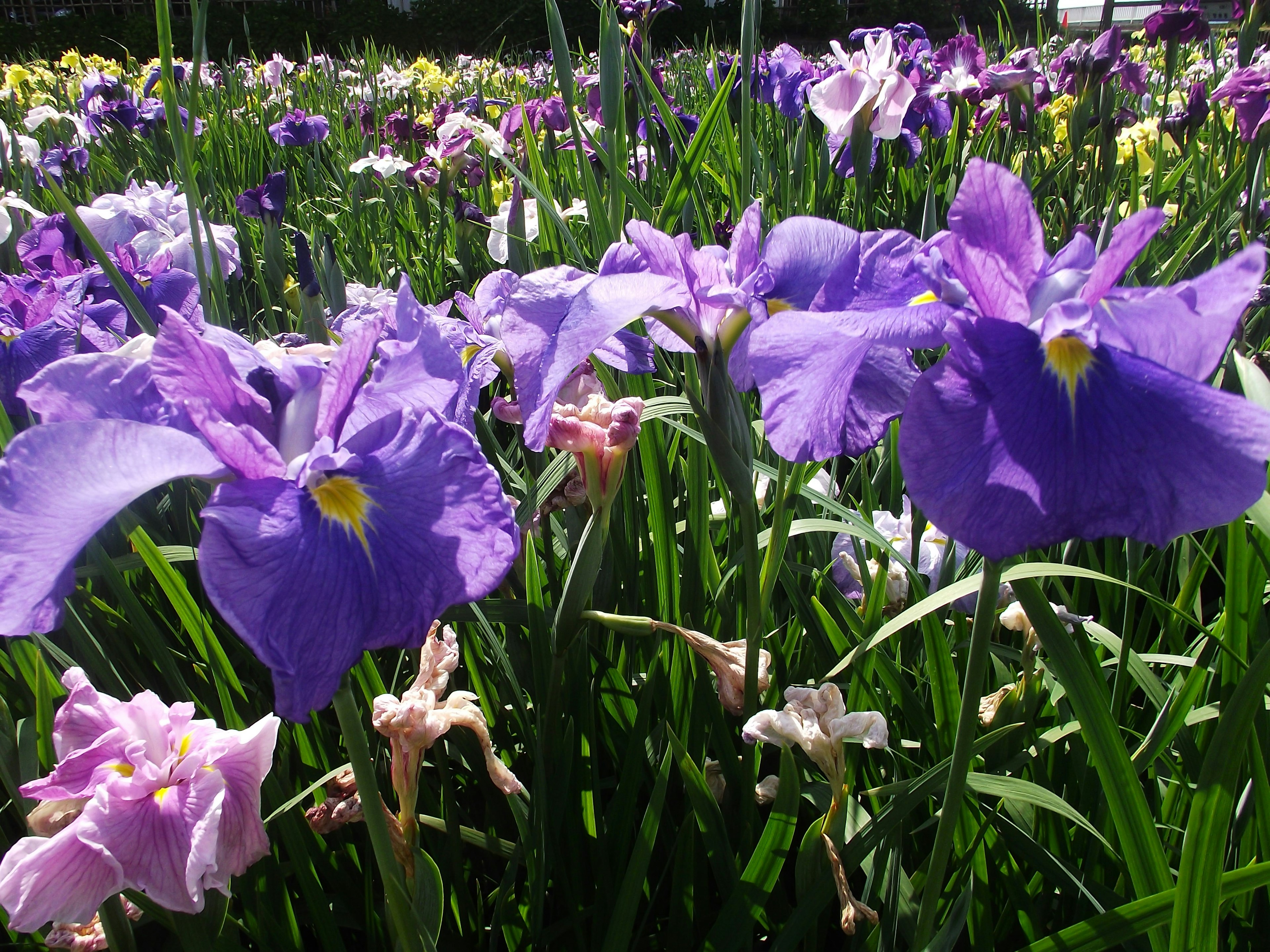 色とりどりの花が咲く美しい庭の中に紫色のアイリスが目立つ