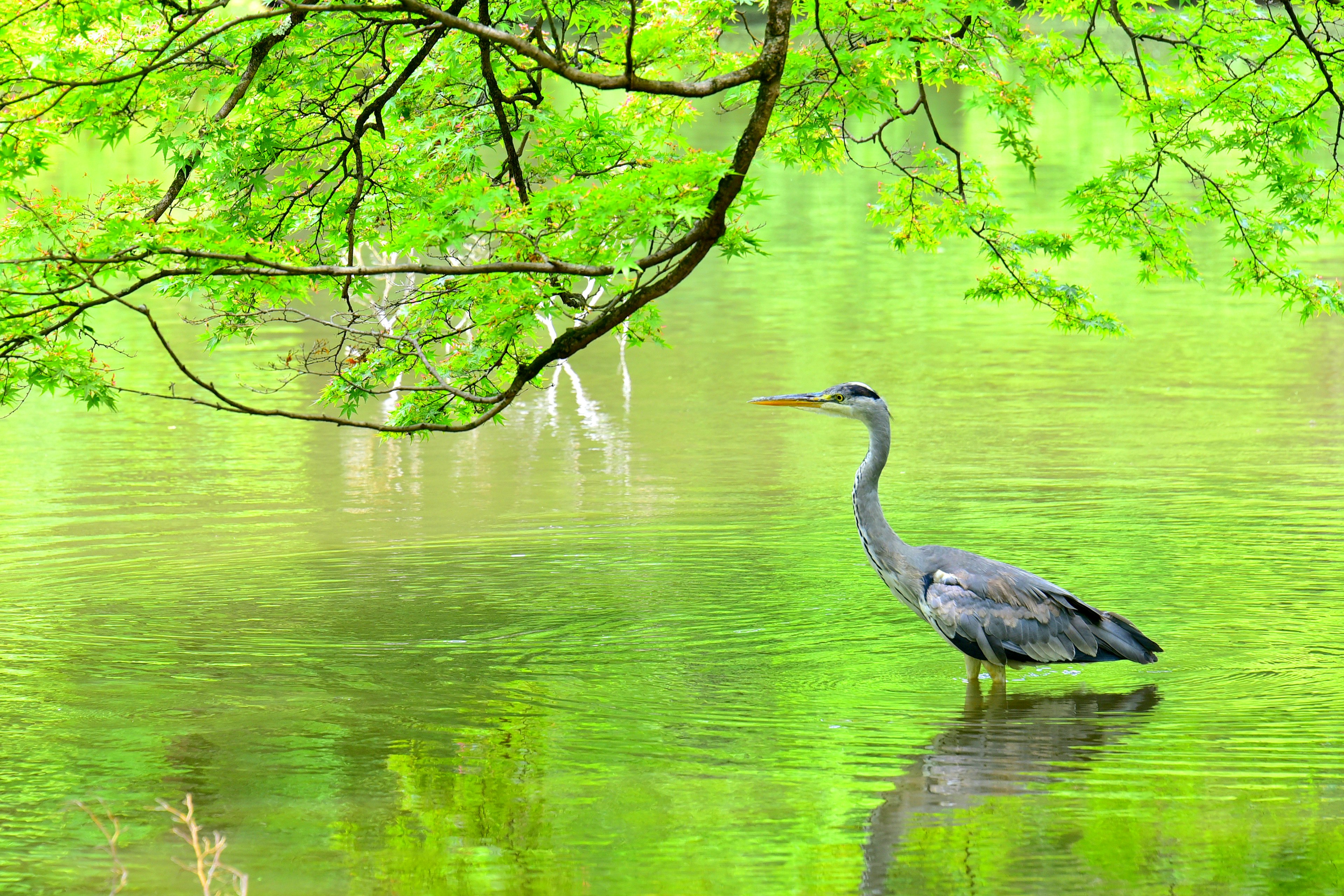 Garza de pie junto al agua rodeada de hojas verdes exuberantes