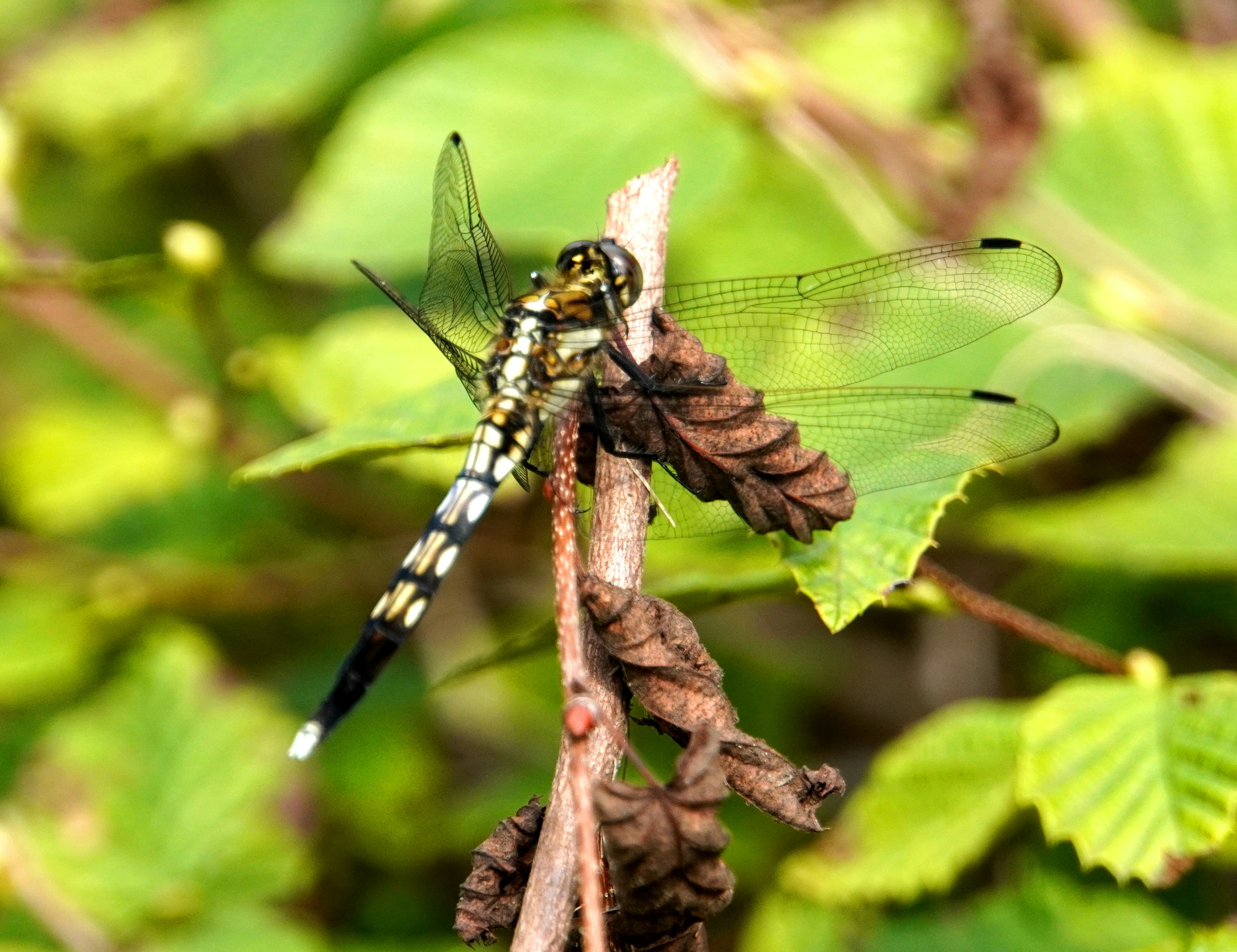 A slender dragonfly perched on green leaves