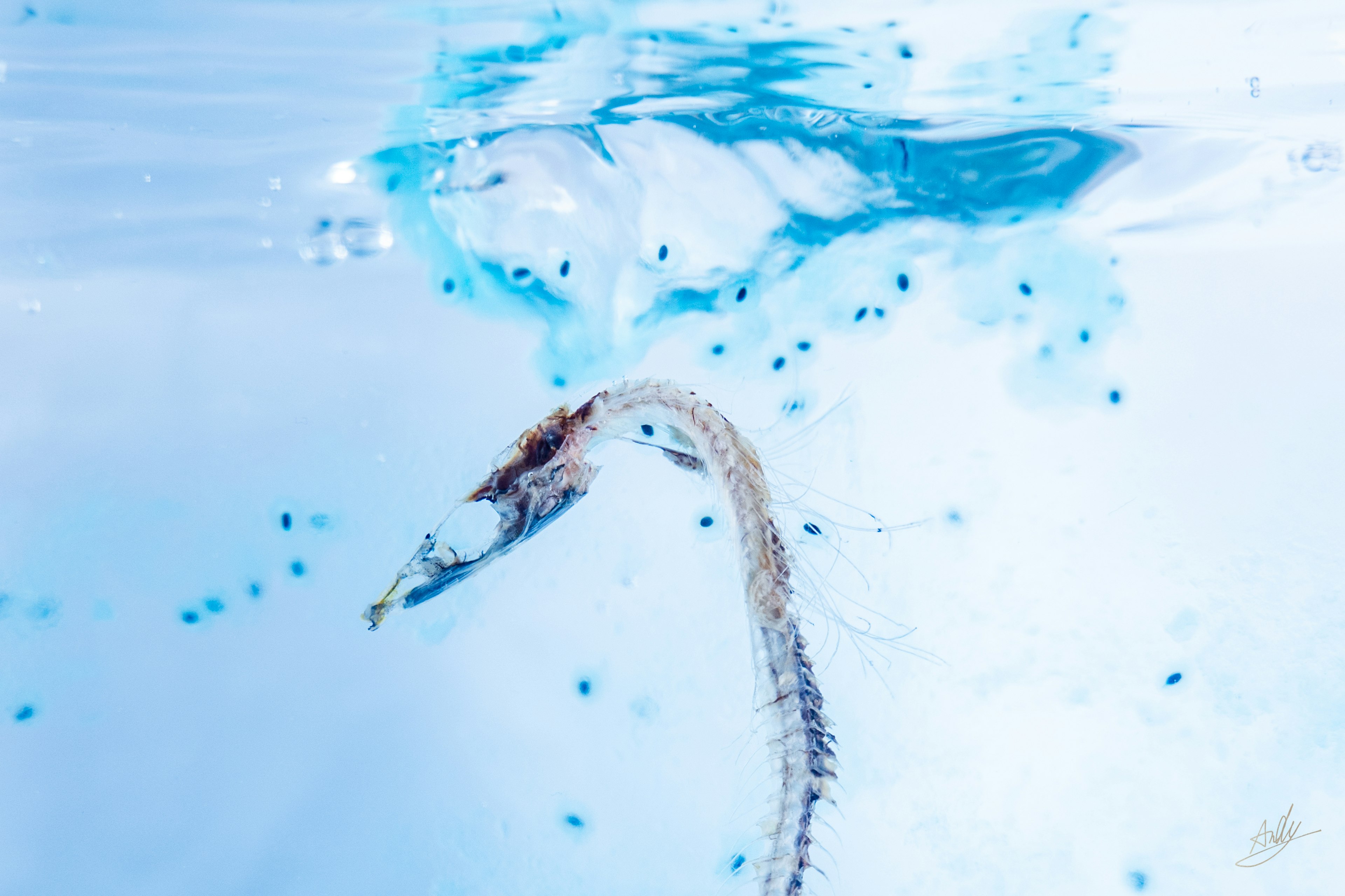 Acercamiento de un caballito de mar nadando en agua azul