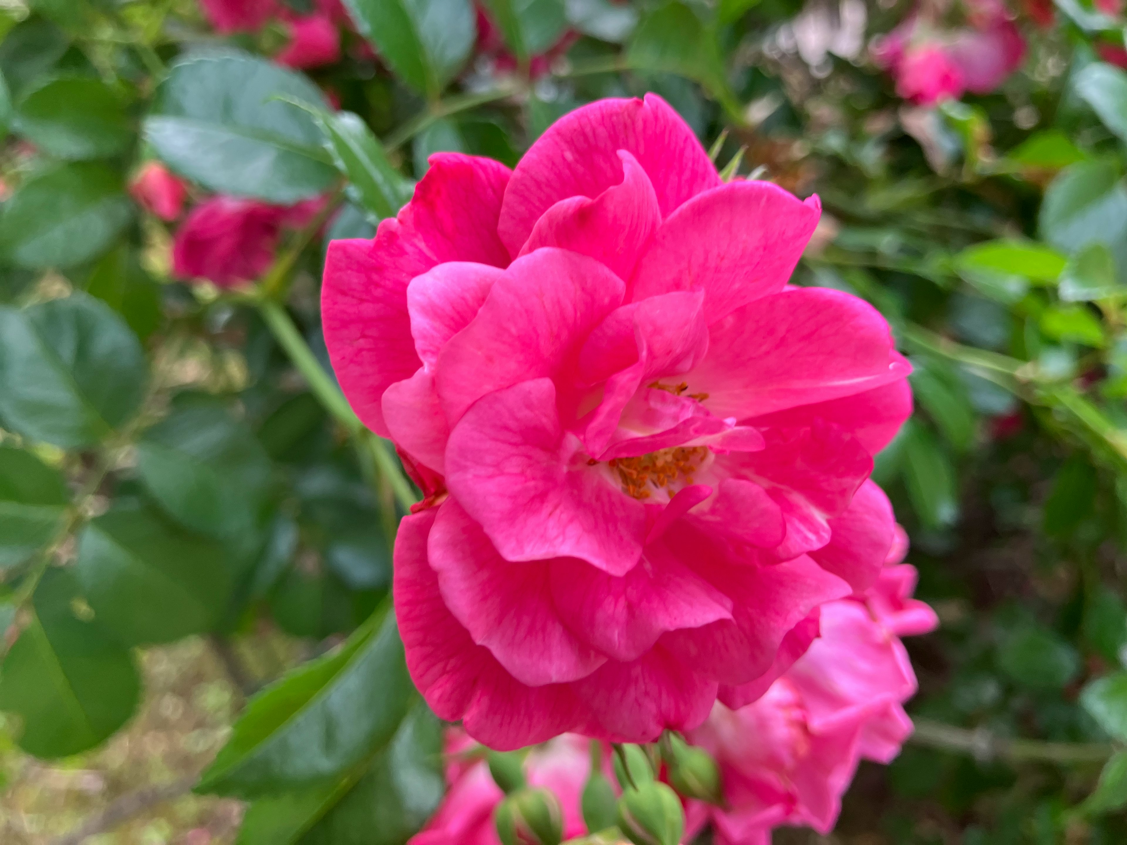 鮮やかなピンク色の花が緑の葉に囲まれて咲いている