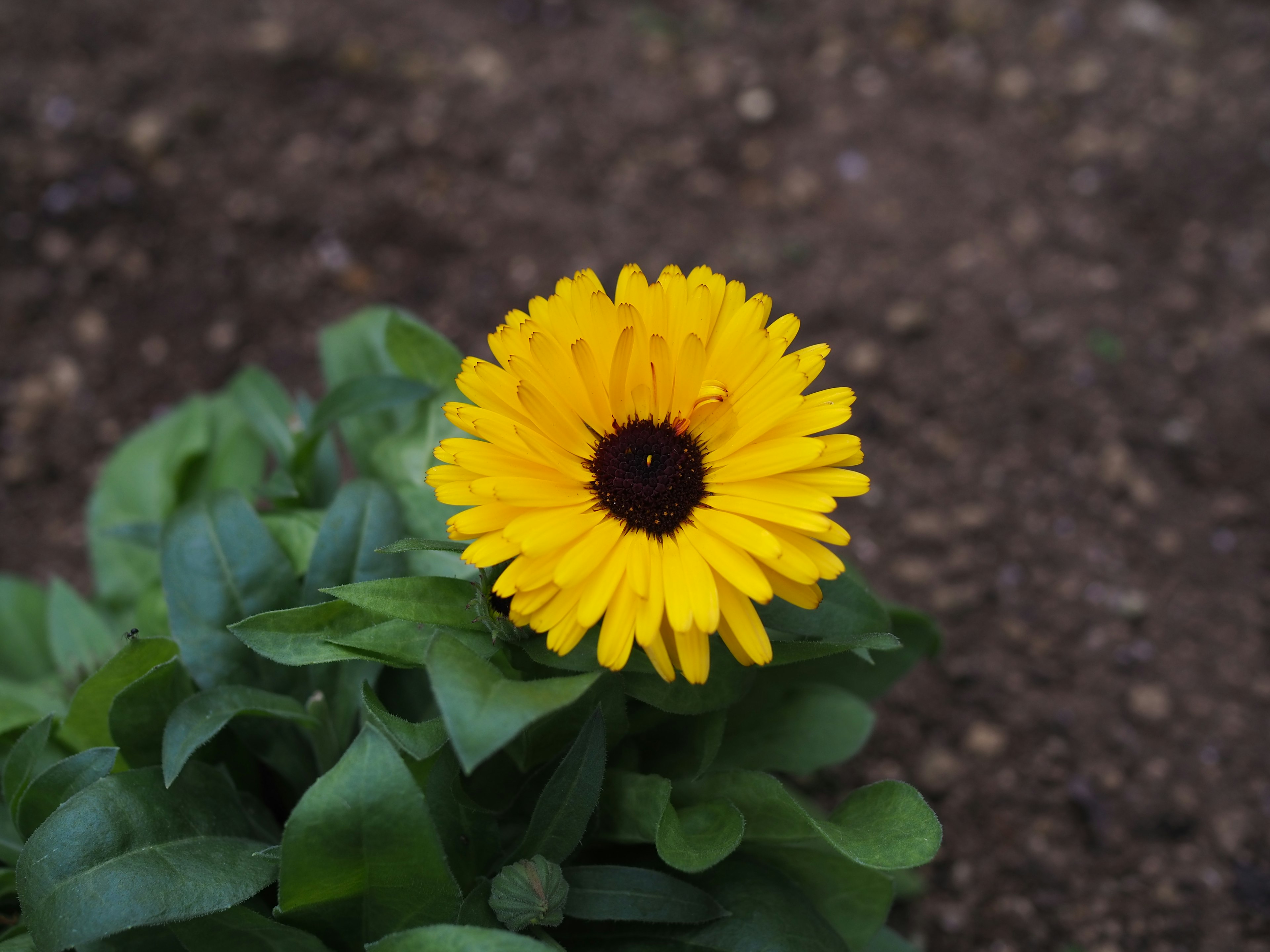 明るい黄色の花と緑の葉を持つ植物のクローズアップ